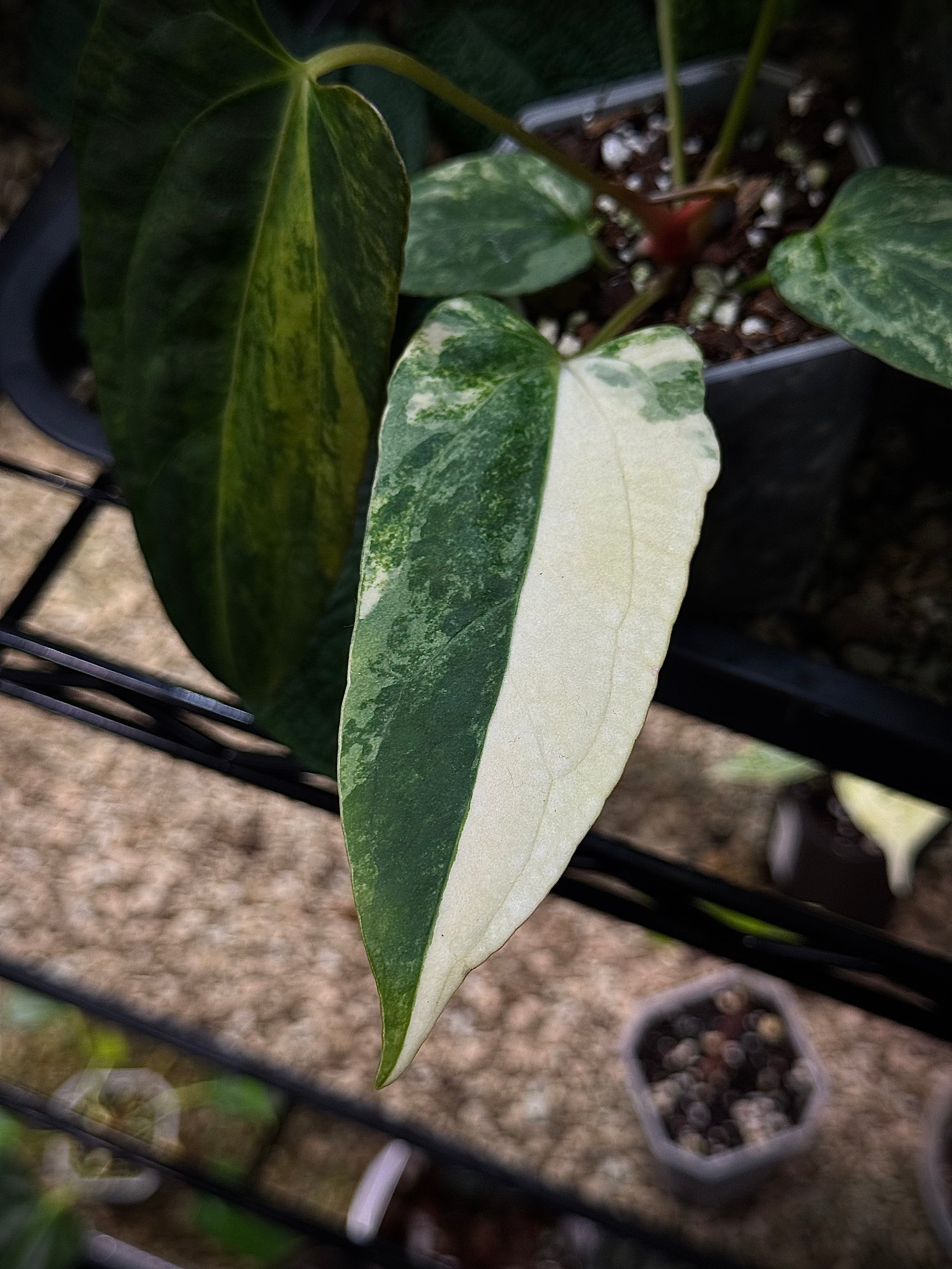 NFS: Anthurium Papillilaminum Variegata x (Portillae NSE x Fort Sherman) - SMUKHI