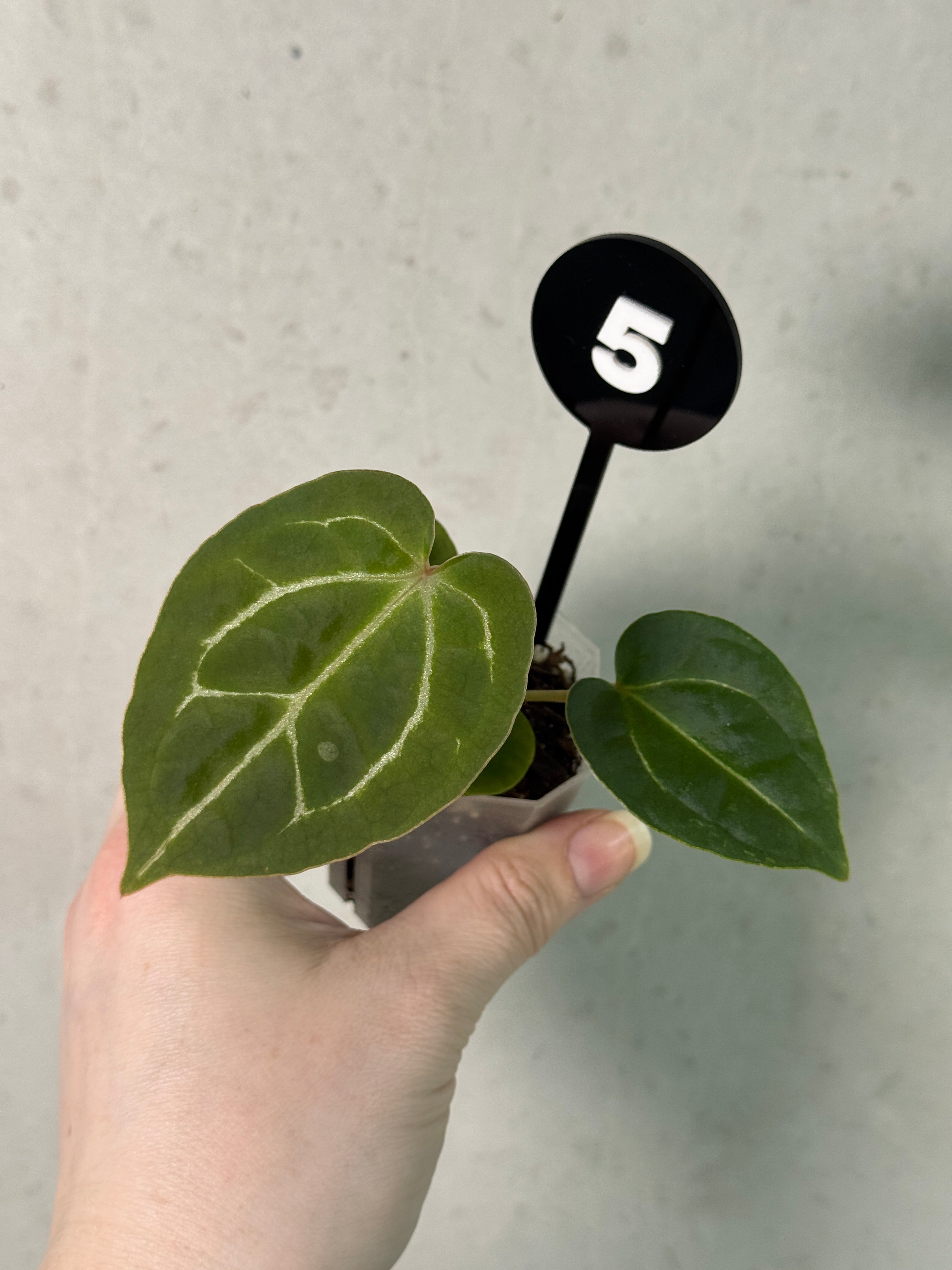 Anthurium Michelle x Forgetii
