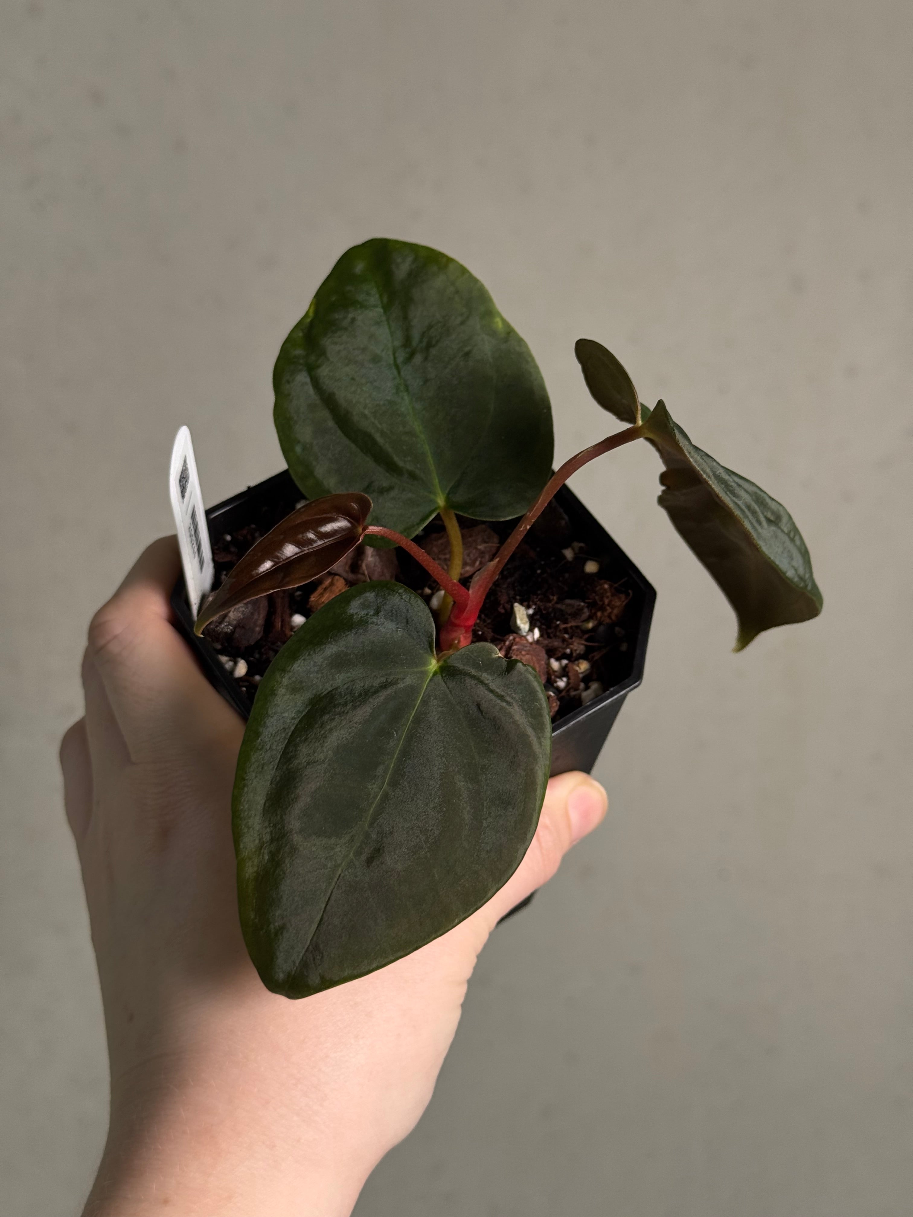Anthurium FSxRL ‘Grim Reaper’ x Papillilaminum RA6 - Clone - SMUKHI