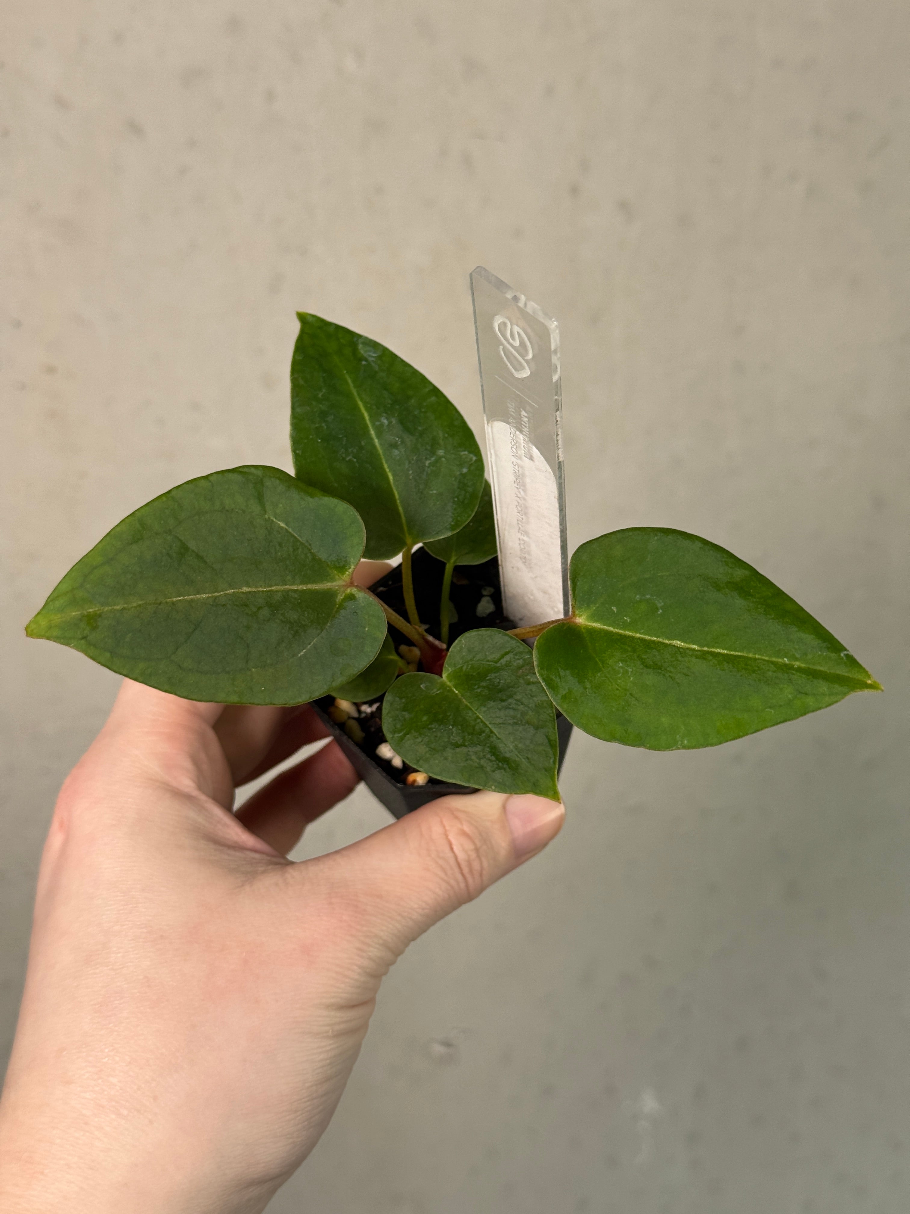 Anthurium Tim Anderson ‘Stripey’ x Portillae ‘Dorito’