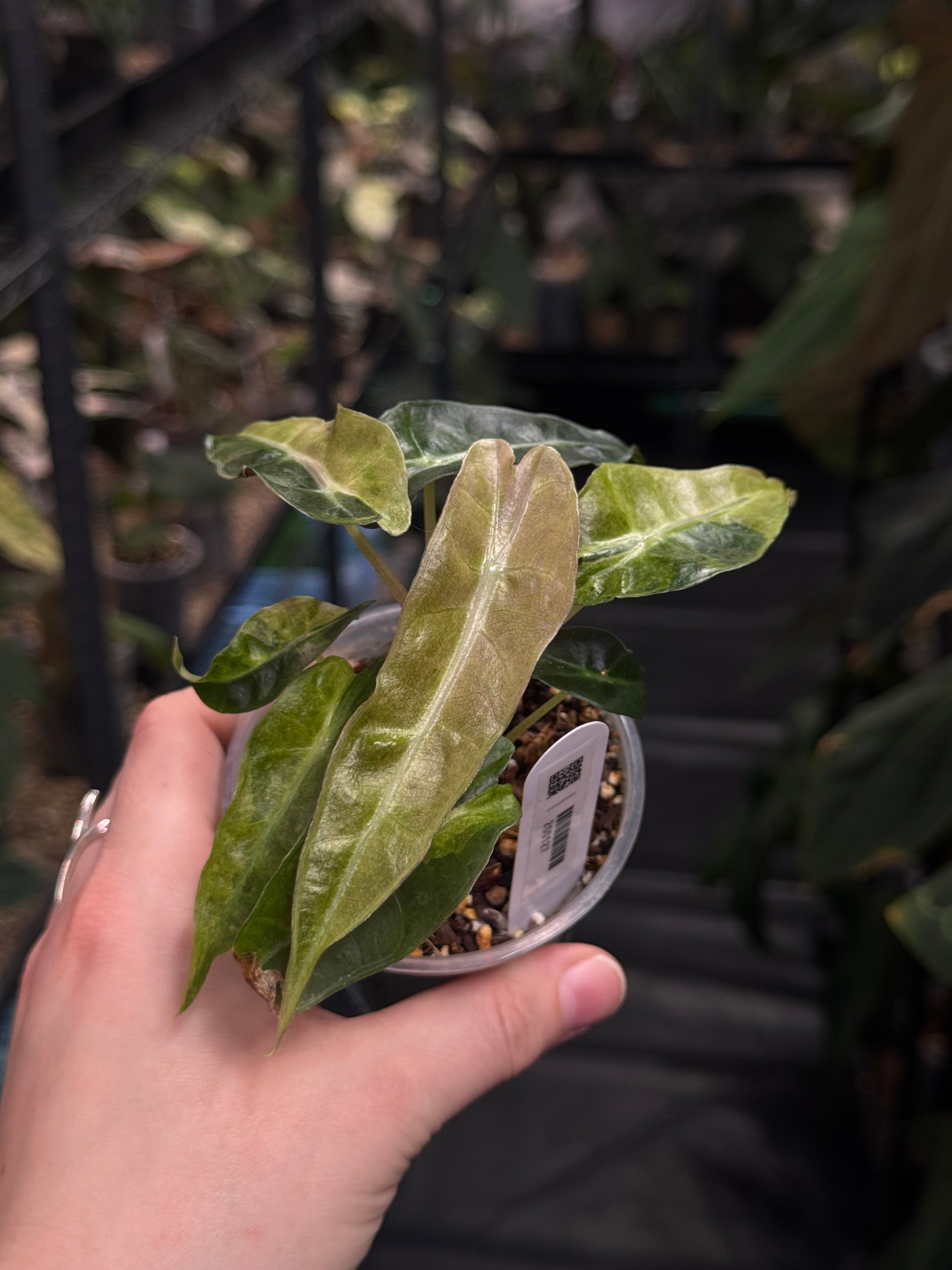 Alocasia Polly Aurea Variegata