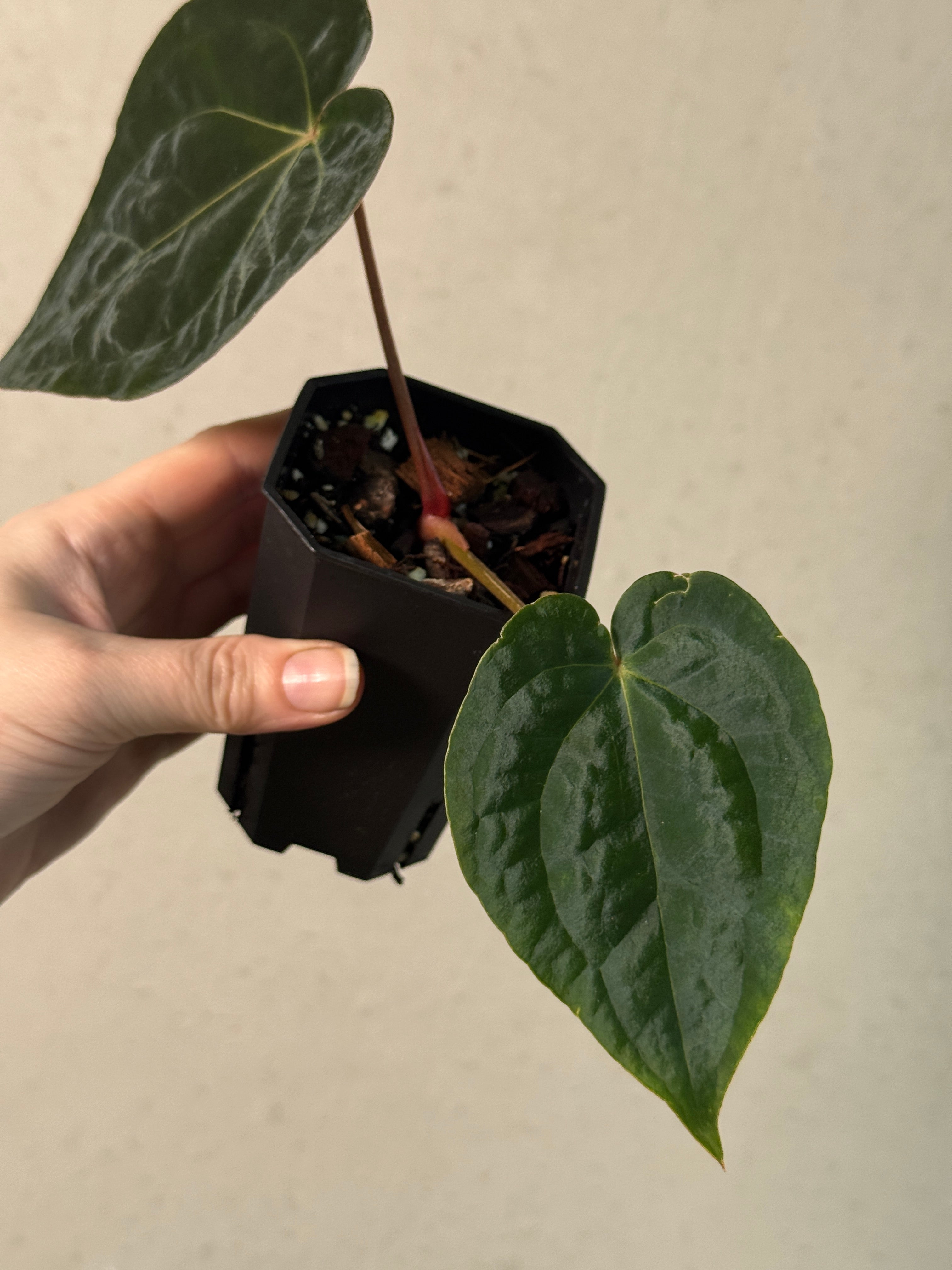 Anthurium Papillilaminum 'Guna Yala' x (Zara x Michelle)