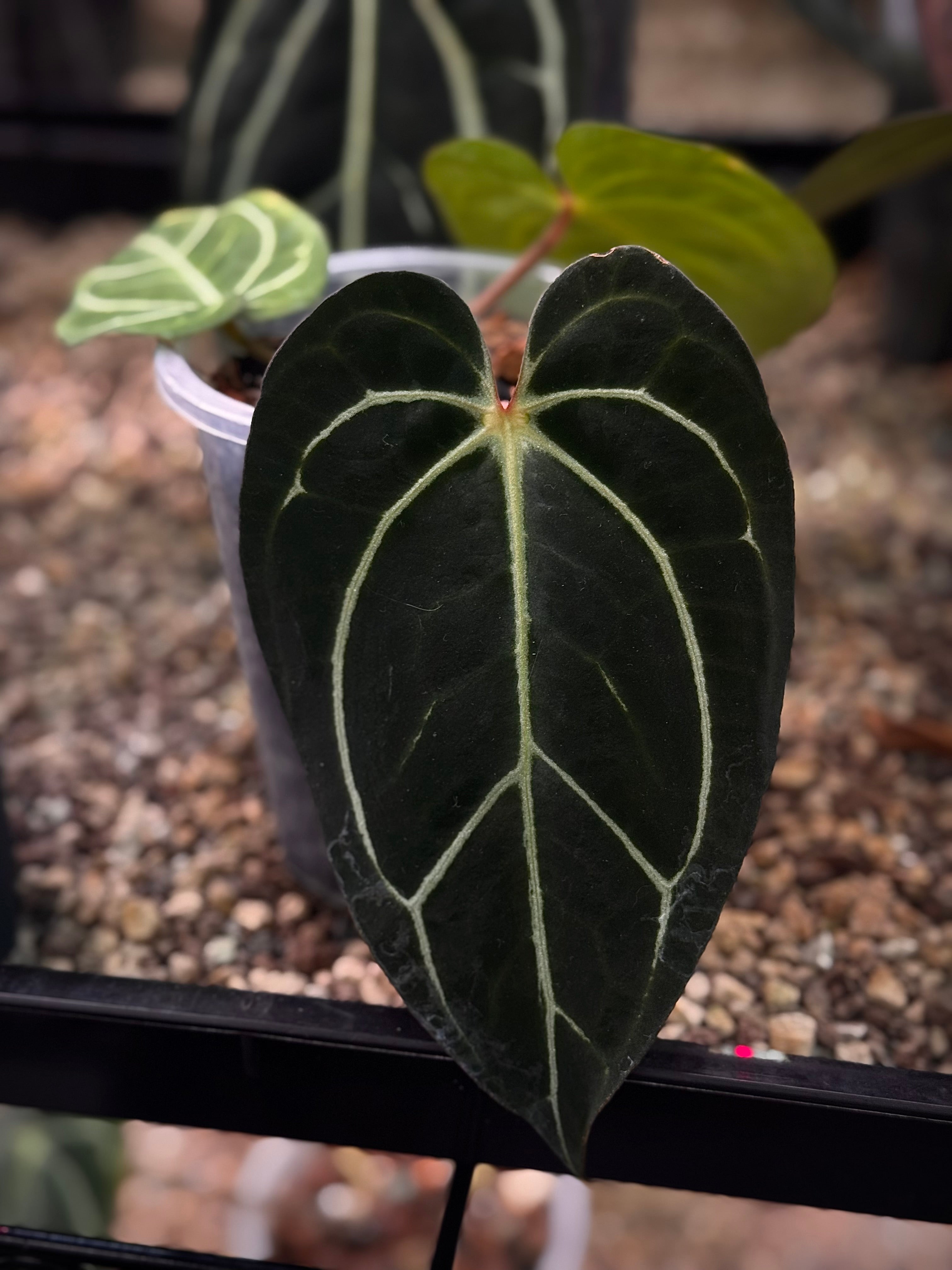 NFS: Anthurium Carlablackiae WU1 S1