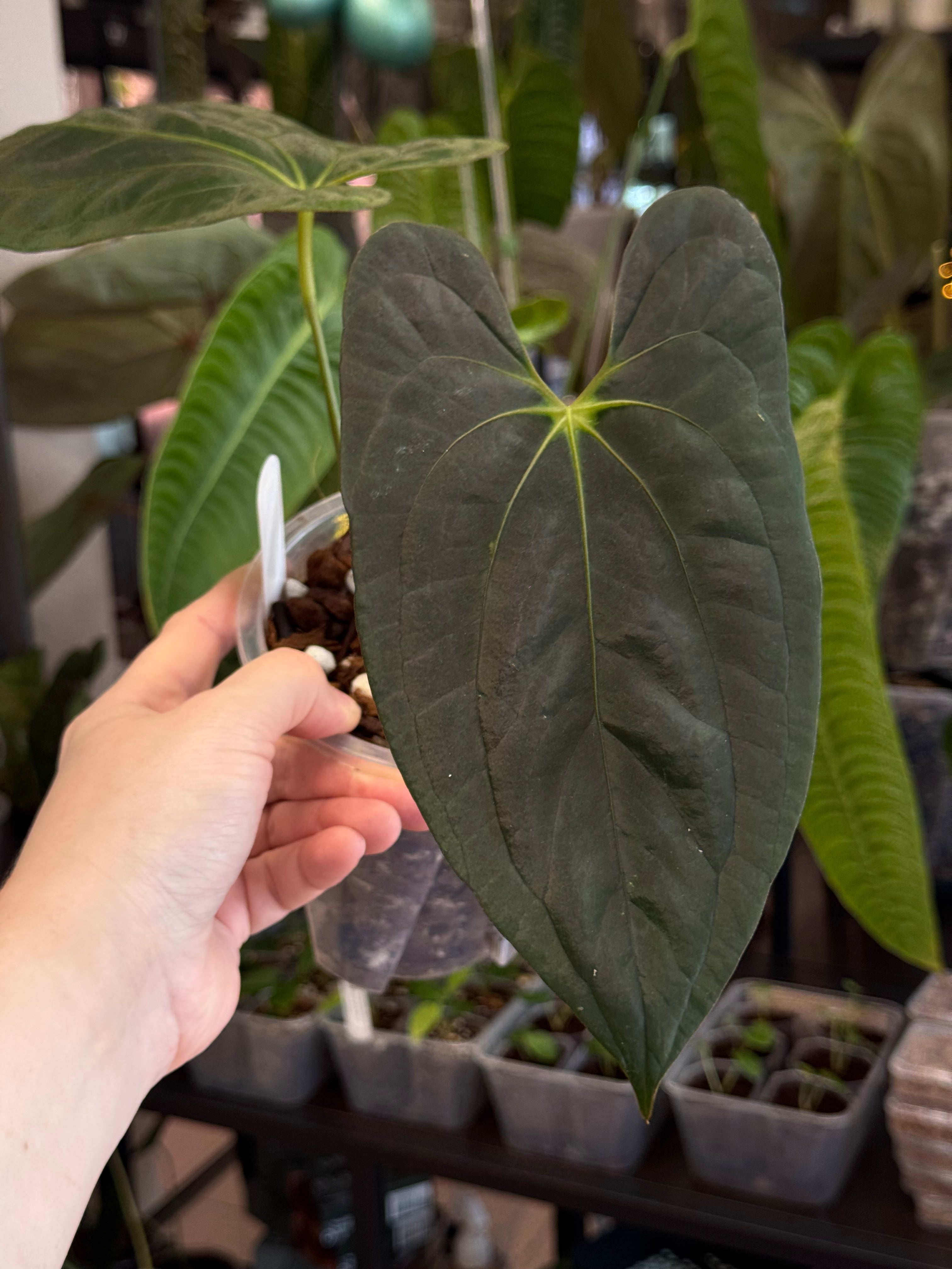 Anthurium ‘Lost Tag’