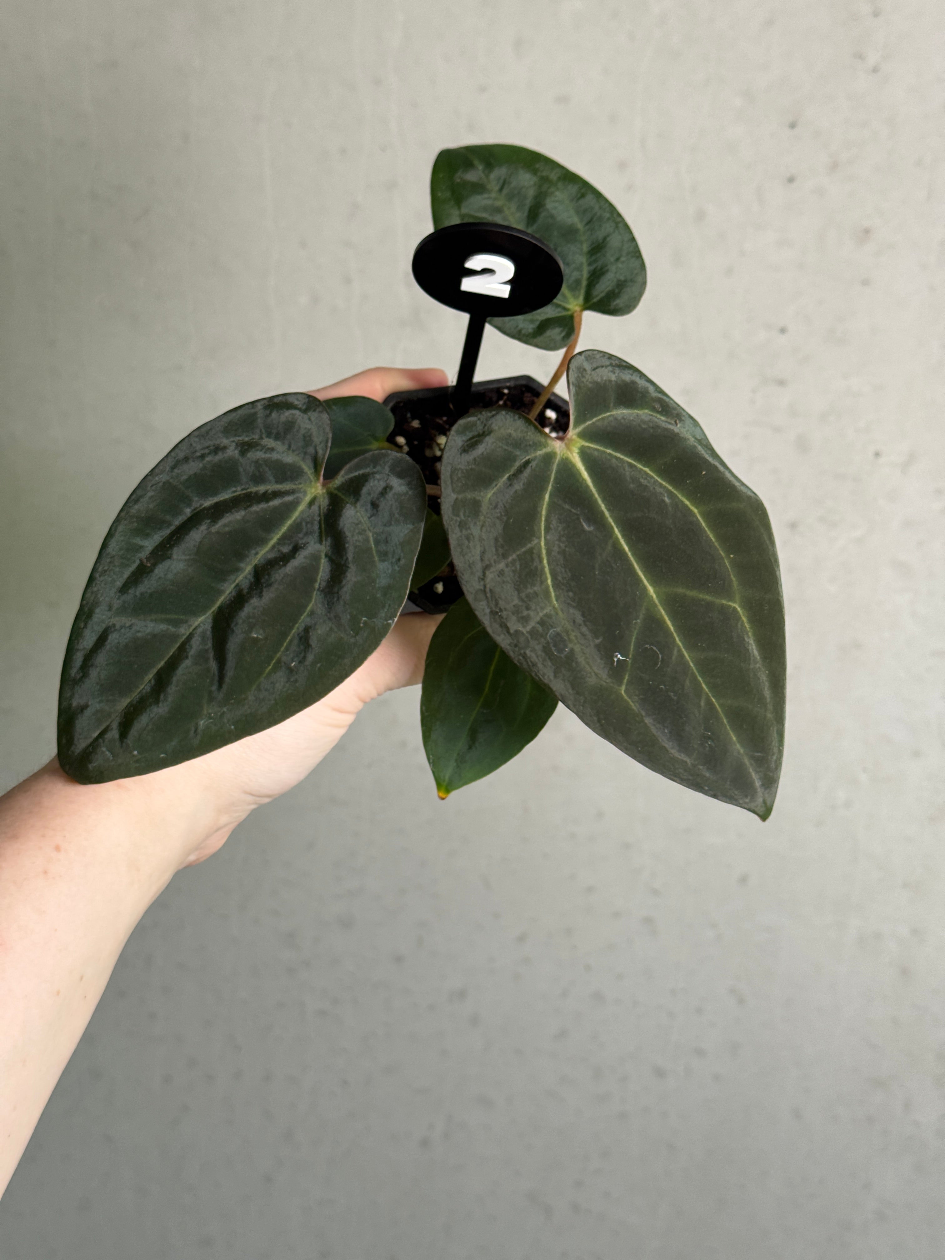 Anthurium Carlablackiae RA10 x sp. Nov plant with dark glossy leaves and striking spathe, from Crystallinaminum.