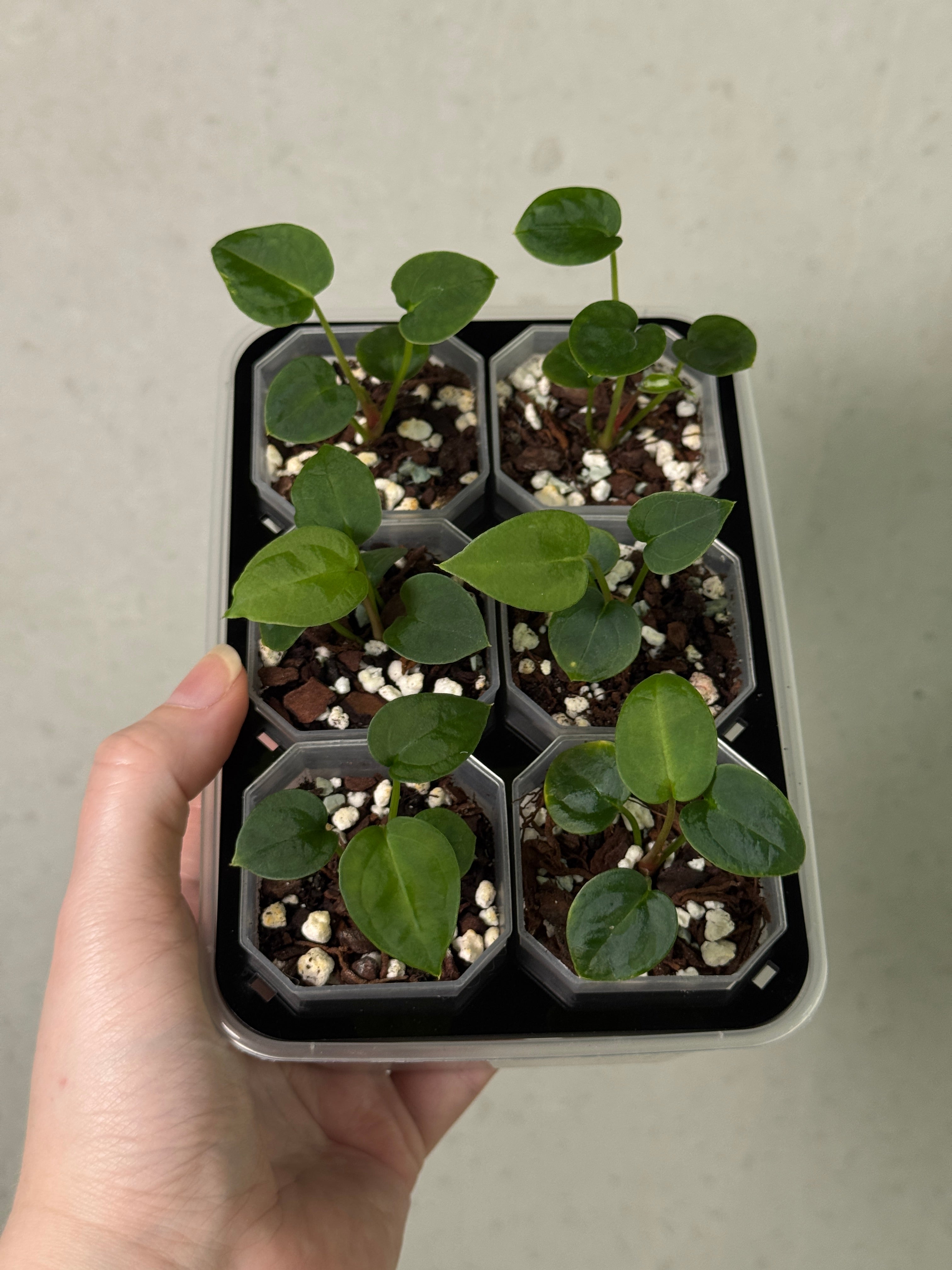 Anthurium (Blue Papillilaminum x Forgetii) S1