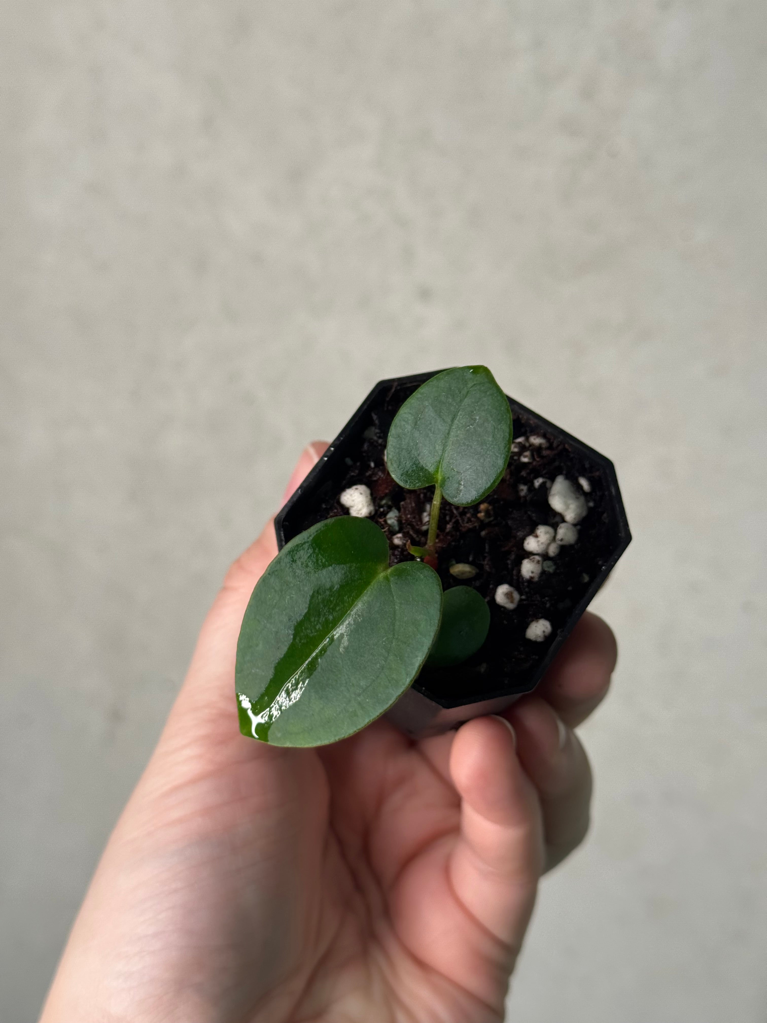 Anthurium Carlablackiae (David Fell x self) x ('Round' x GPH-001)
