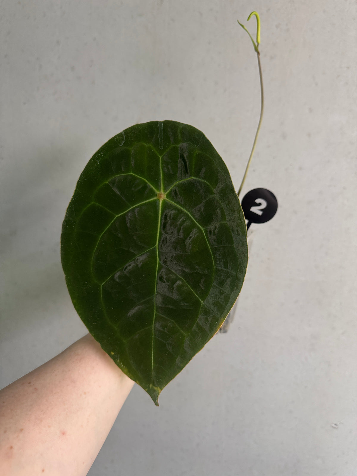 SMUKHI Anthurium plant with vibrant green leaves and red flowers, valued grade, shown in a natural indoor setting.