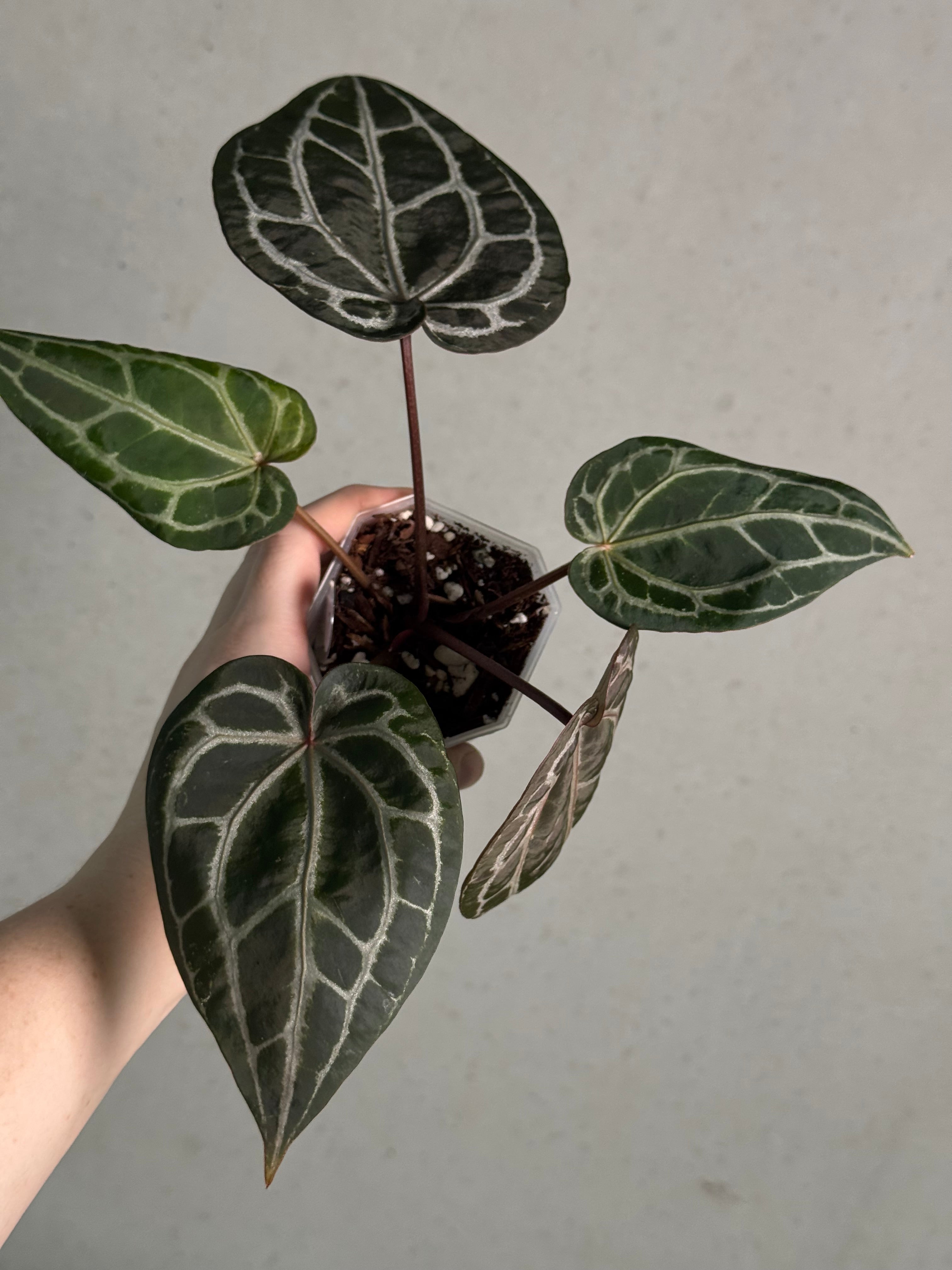 Anthurium Michelle | SMUKHI