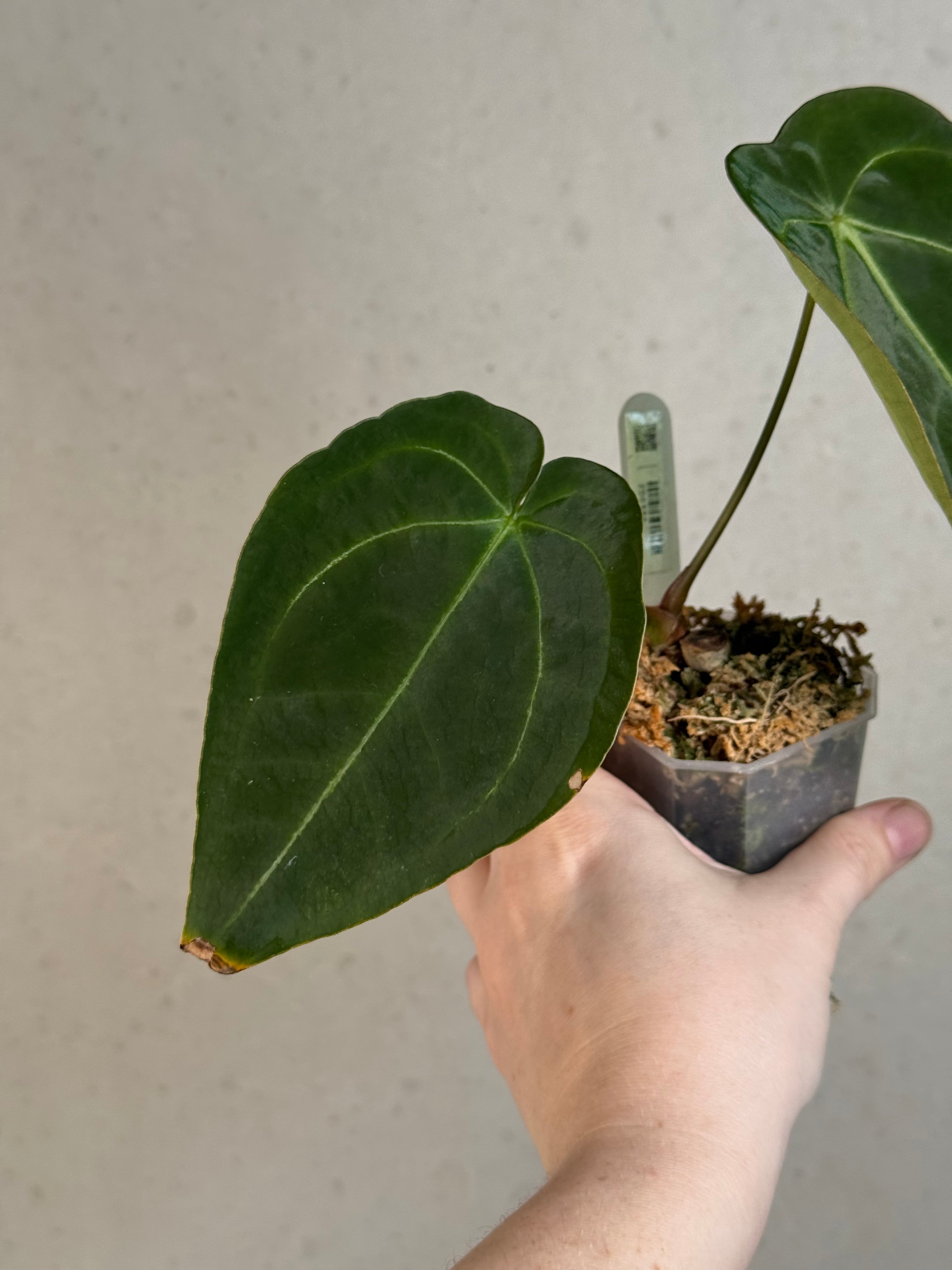 Anthurium Forgetii x (hybrid)