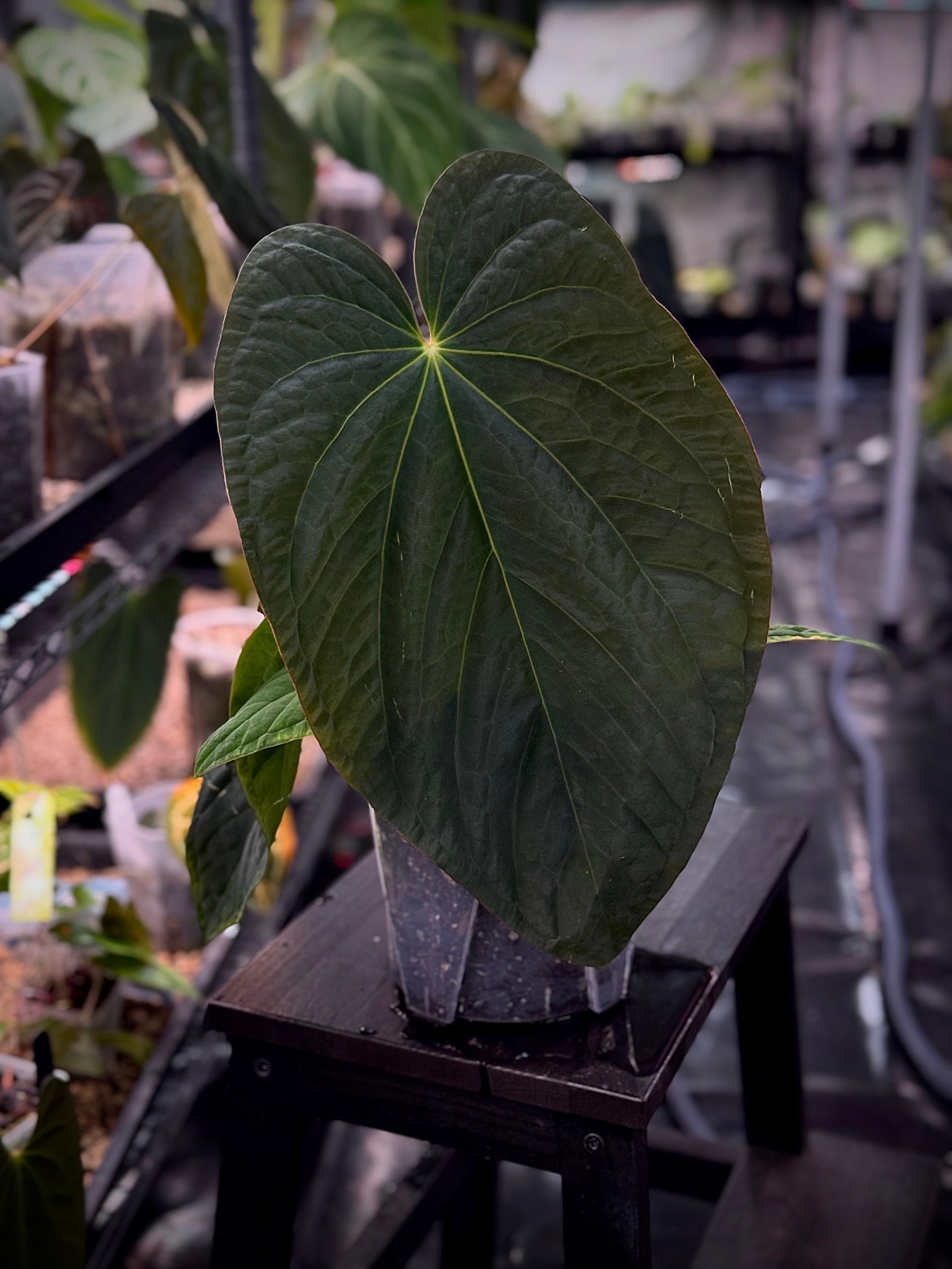 NFS: Anthurium Kunayalense x BVEP RA1