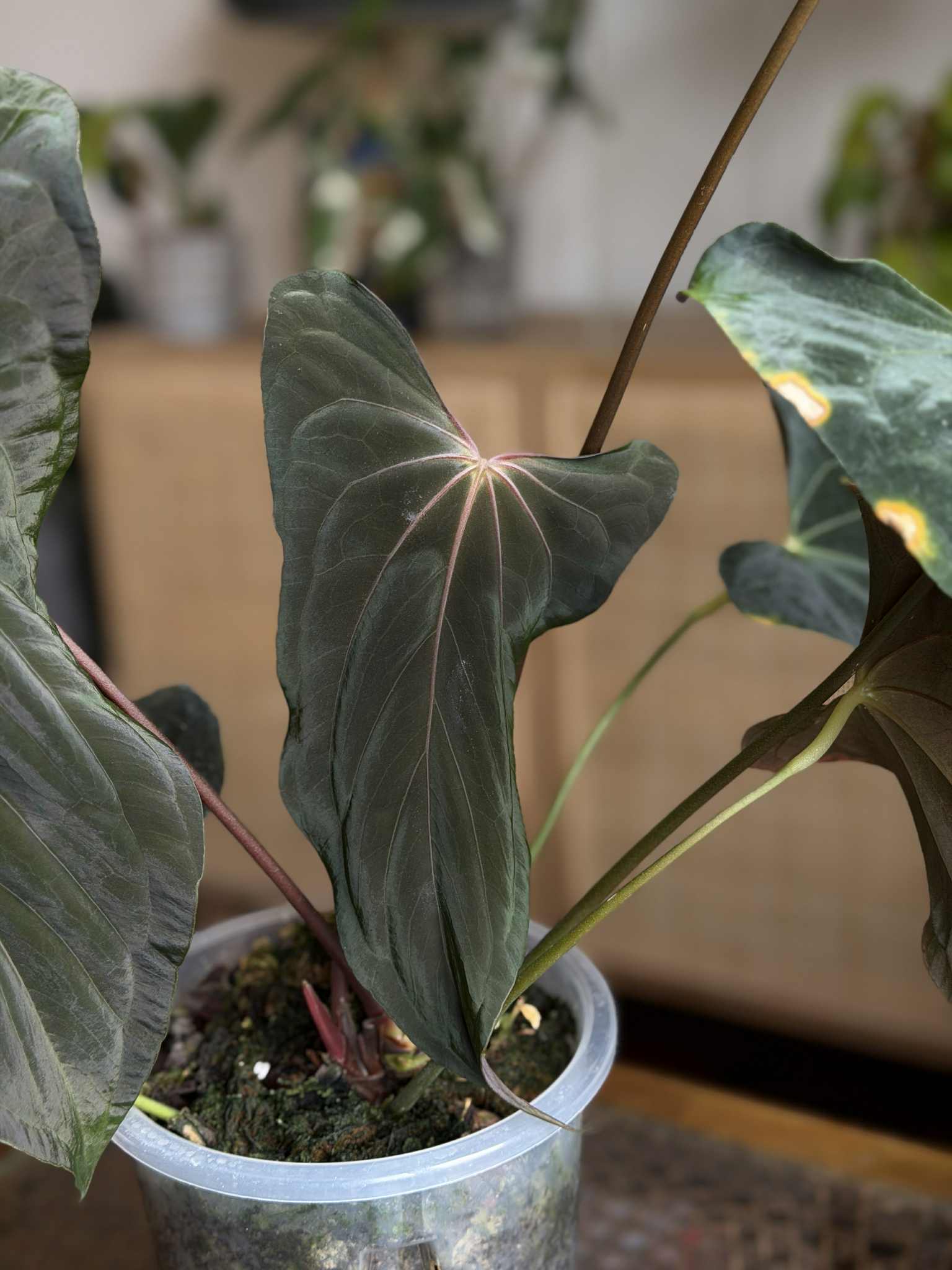 NFS: Anthurium FSxRL F2