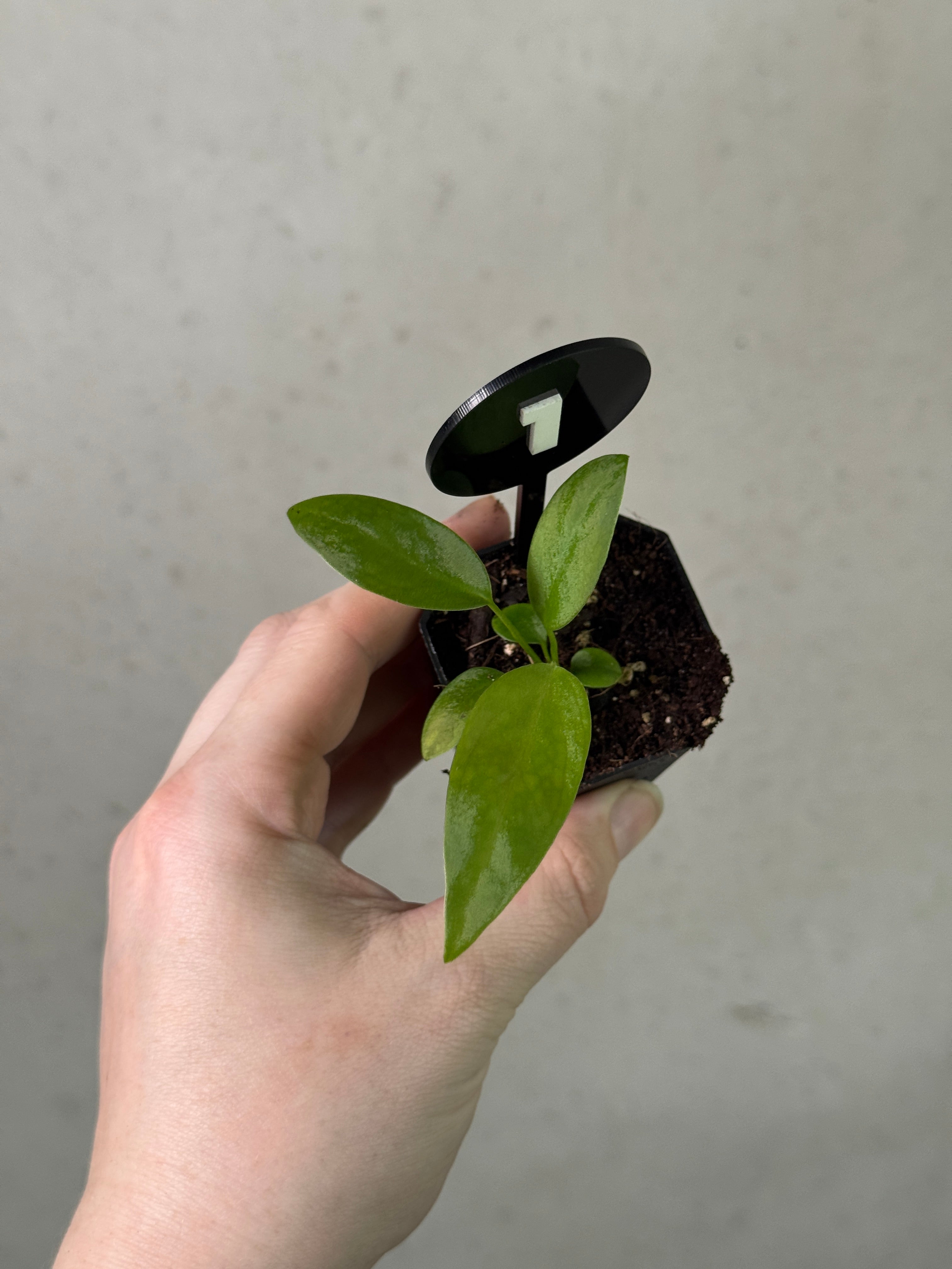Anthurium Pallidiflorum