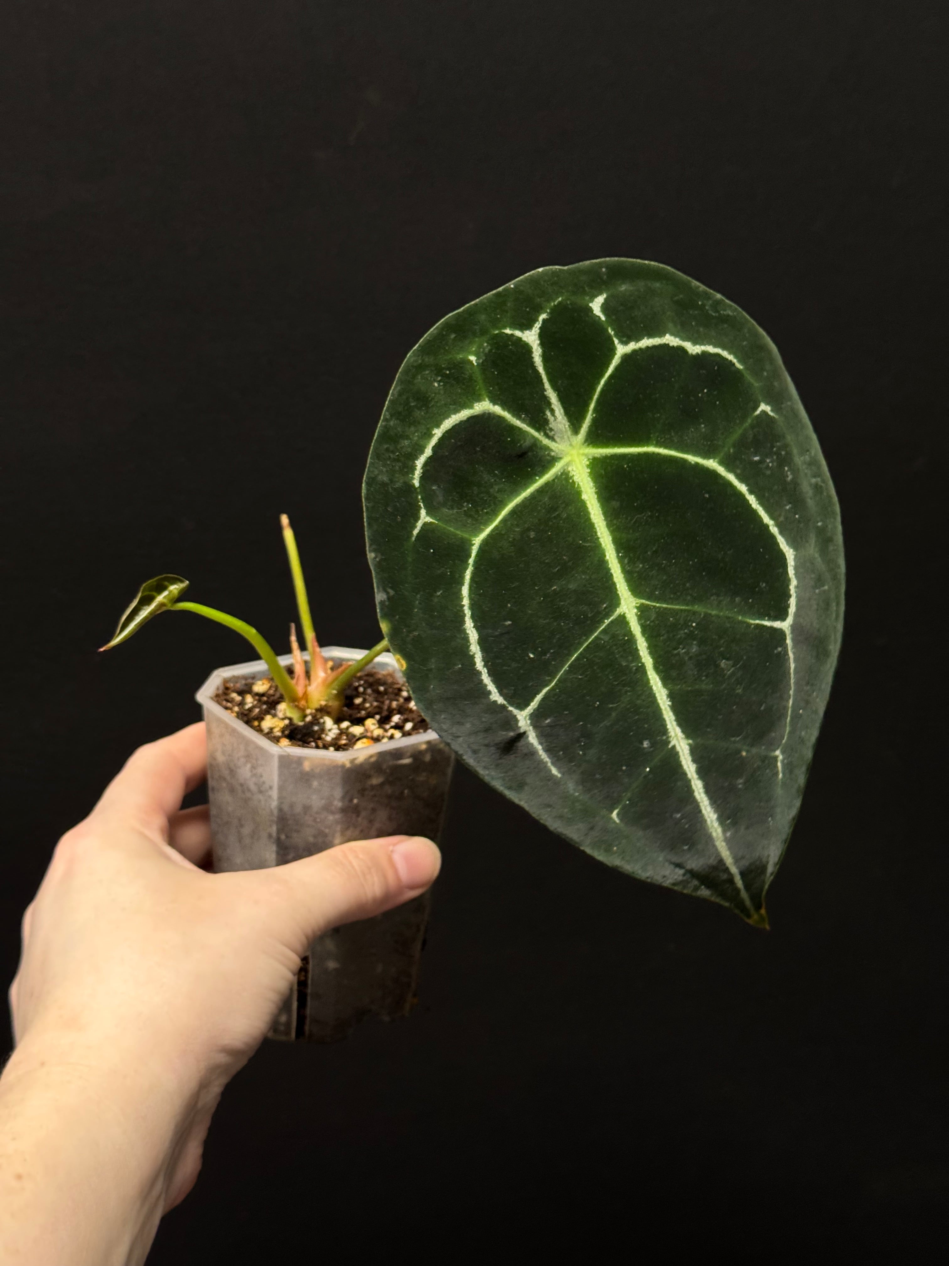 Anthurium Forgetii Silver/White Stripes
