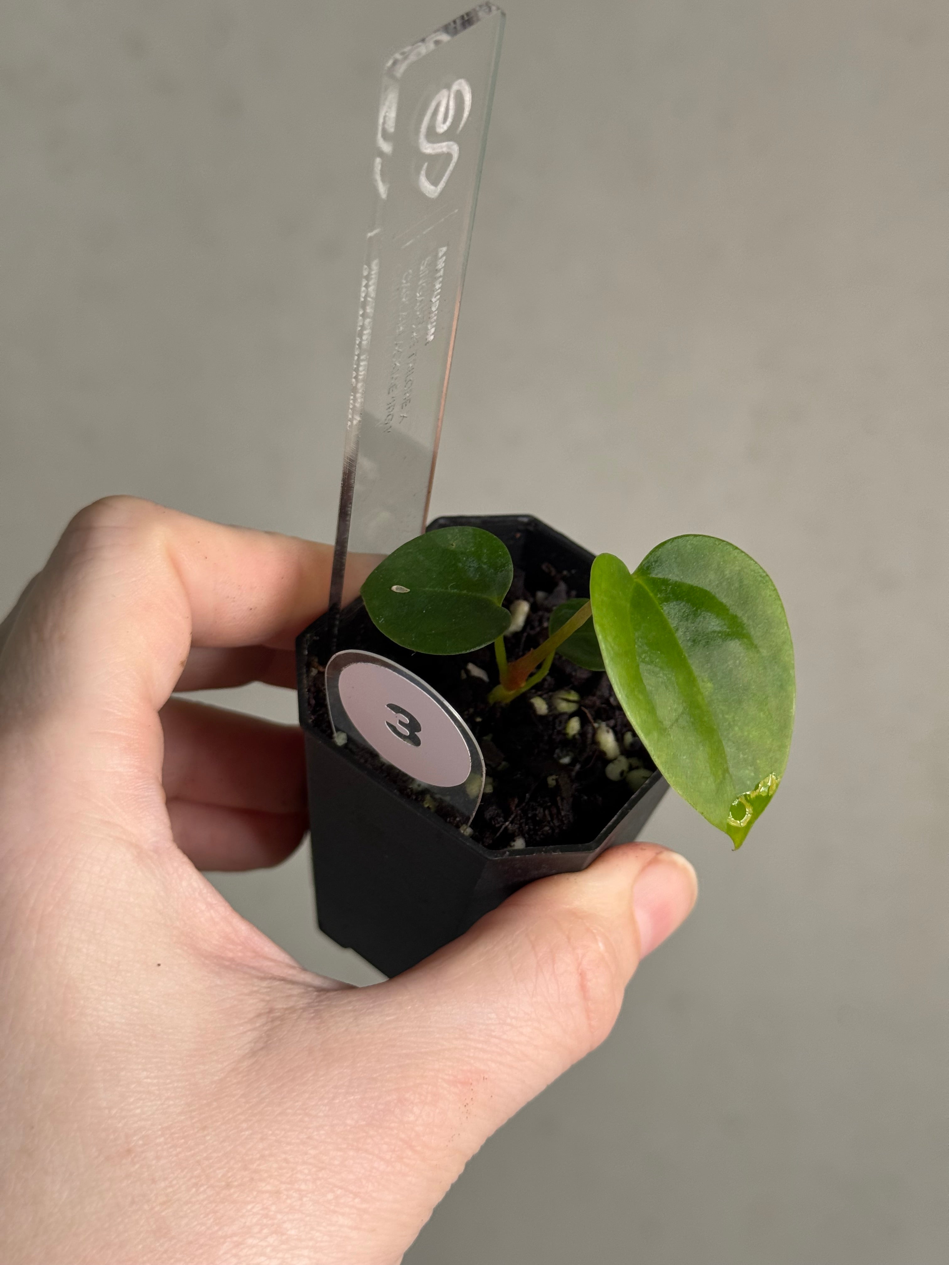 Anthurium Singapore Trilobe x Carlablackiae ‘JPG.1’ - SMUKHI