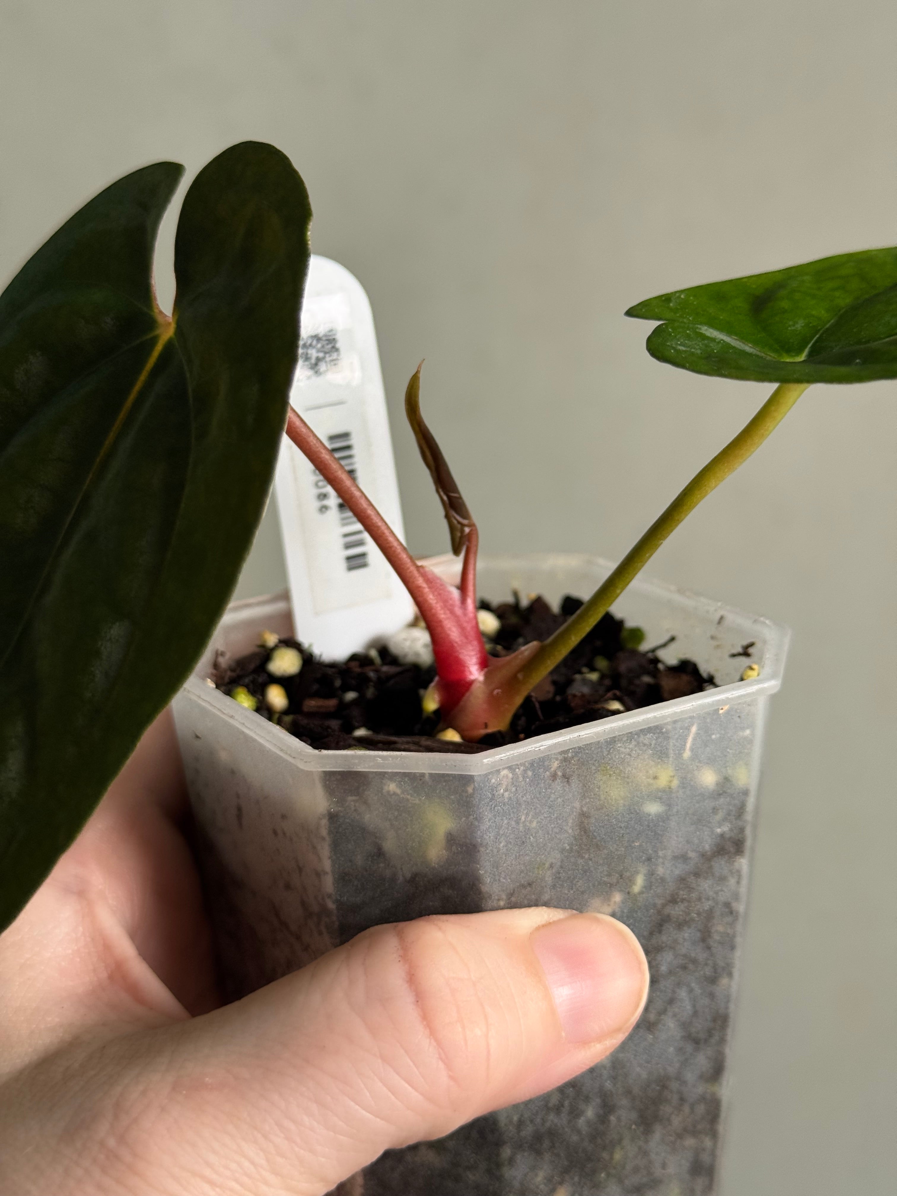 Anthurium RLxFS x self (JV) - SMUKHI