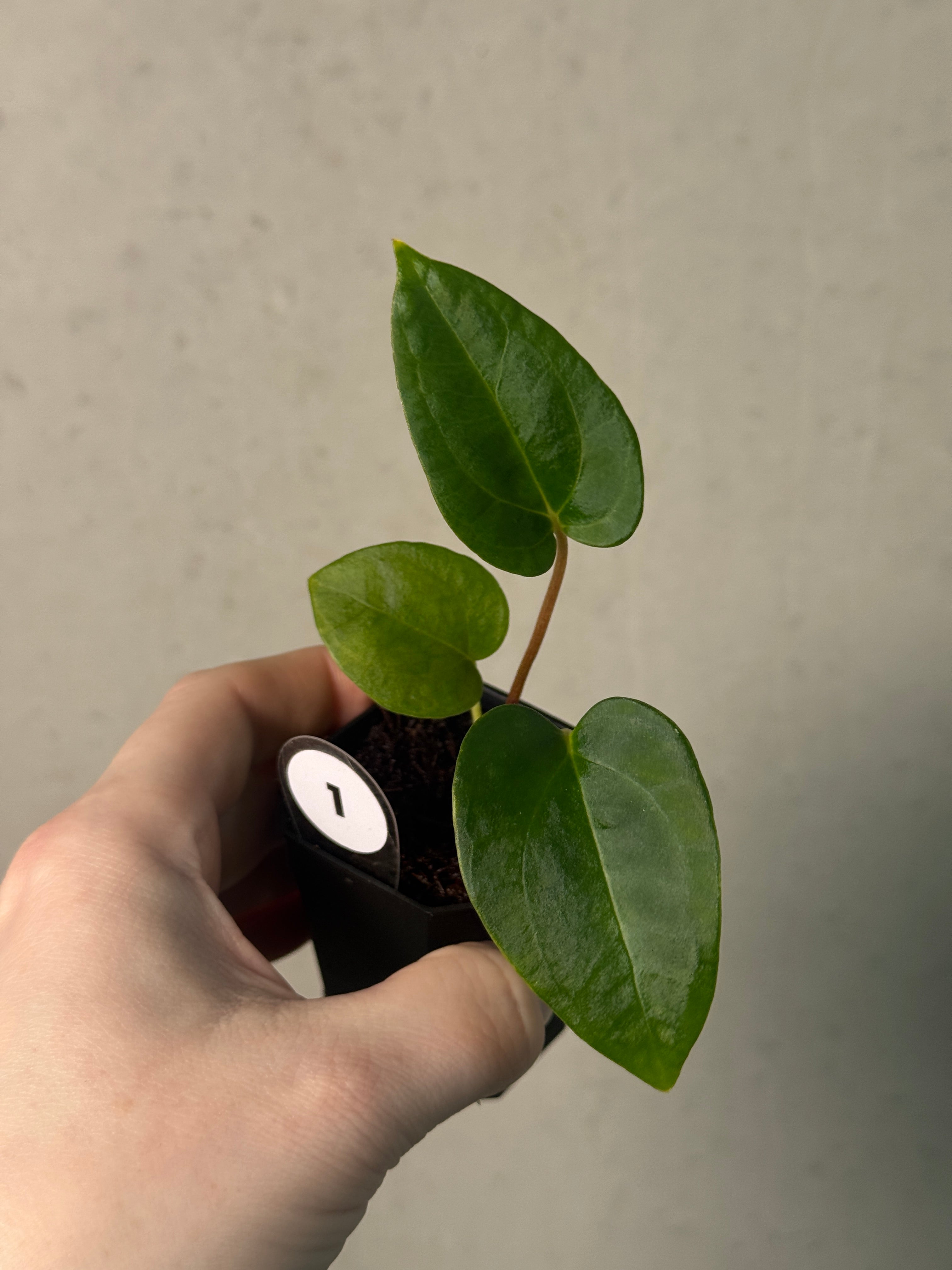 Anthurium Papillilaminum 'Daniel' x (Carlablackiae RD3 x FSxRL ‘Grim Reaper’) - SMUKHI