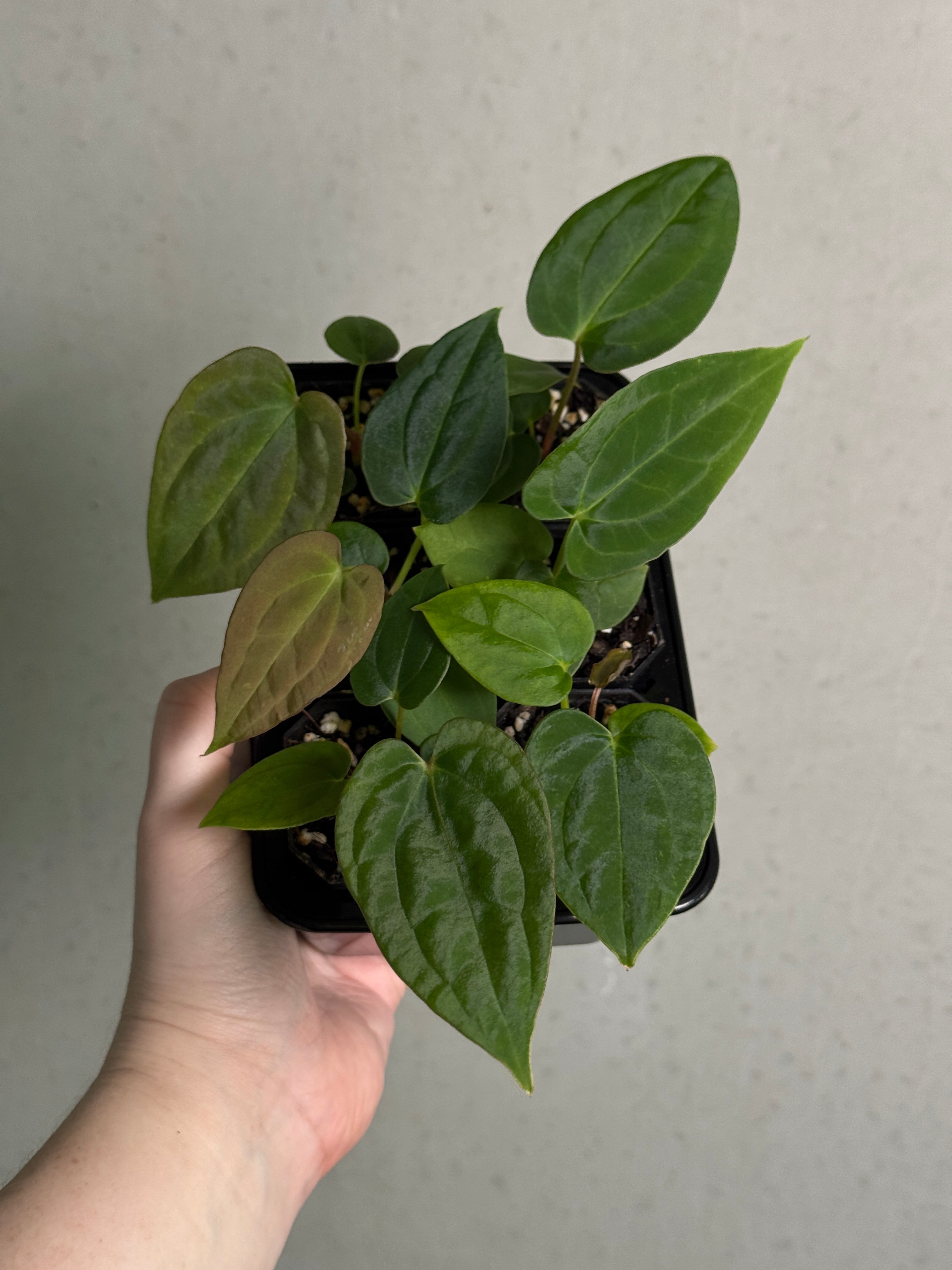 Anthurium Fort Sherman S1 x BVEP ('Round' x RA1)