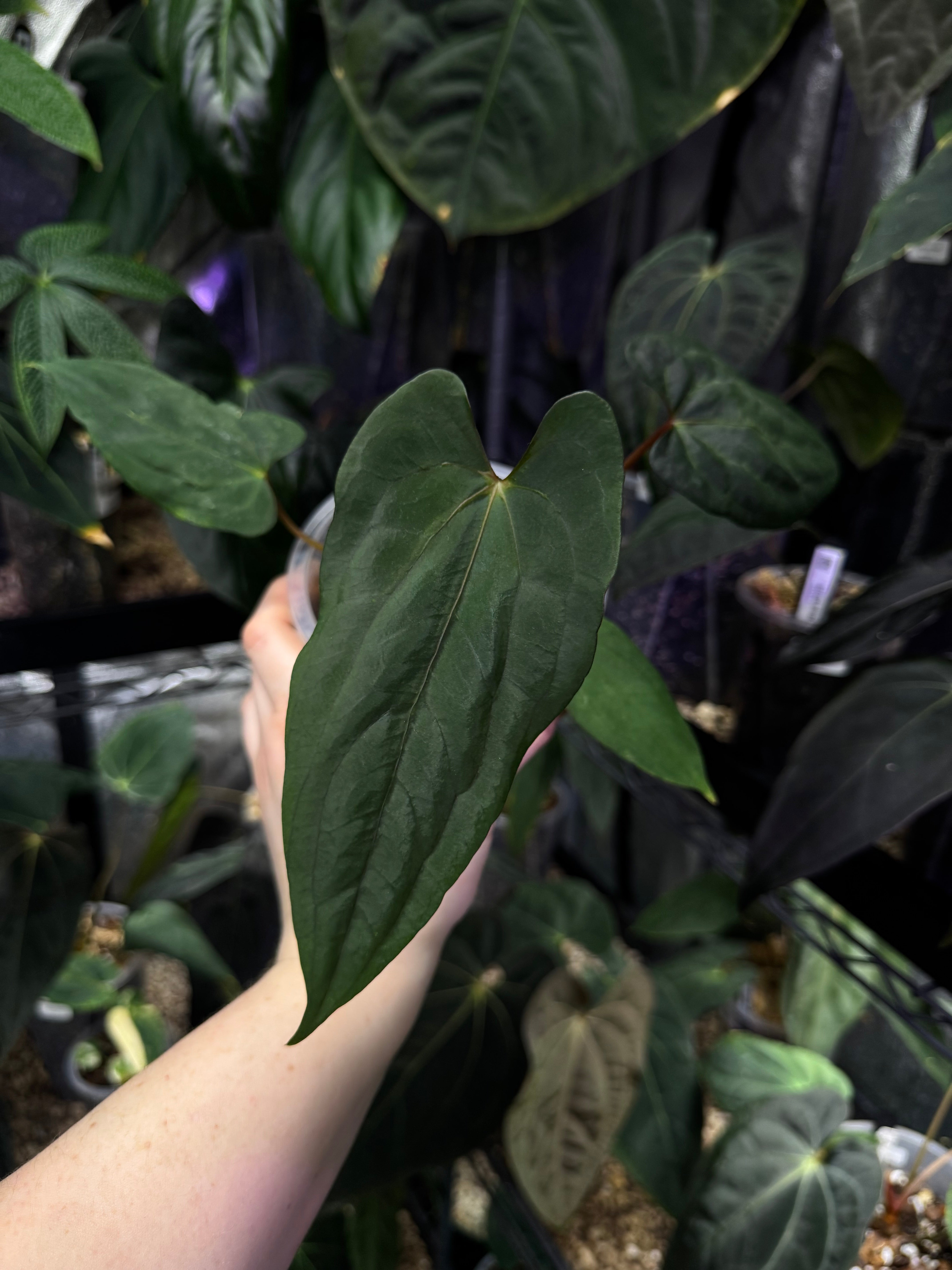 NFS: Anthurium Papillilaminum (EU)