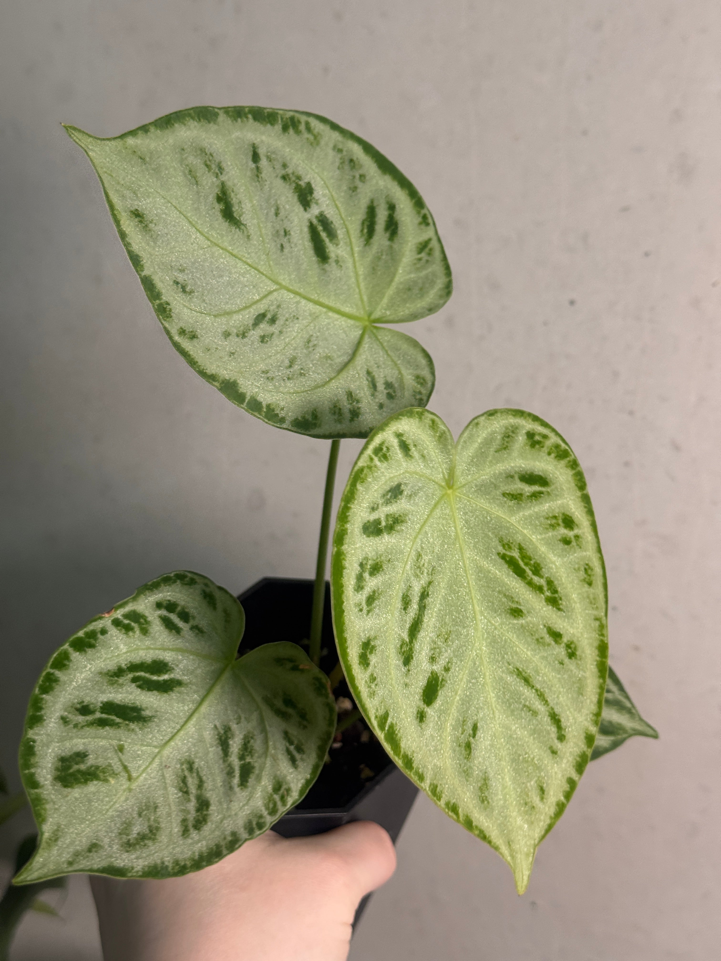 Anthurium 'Silver Blush' - SMUKHI