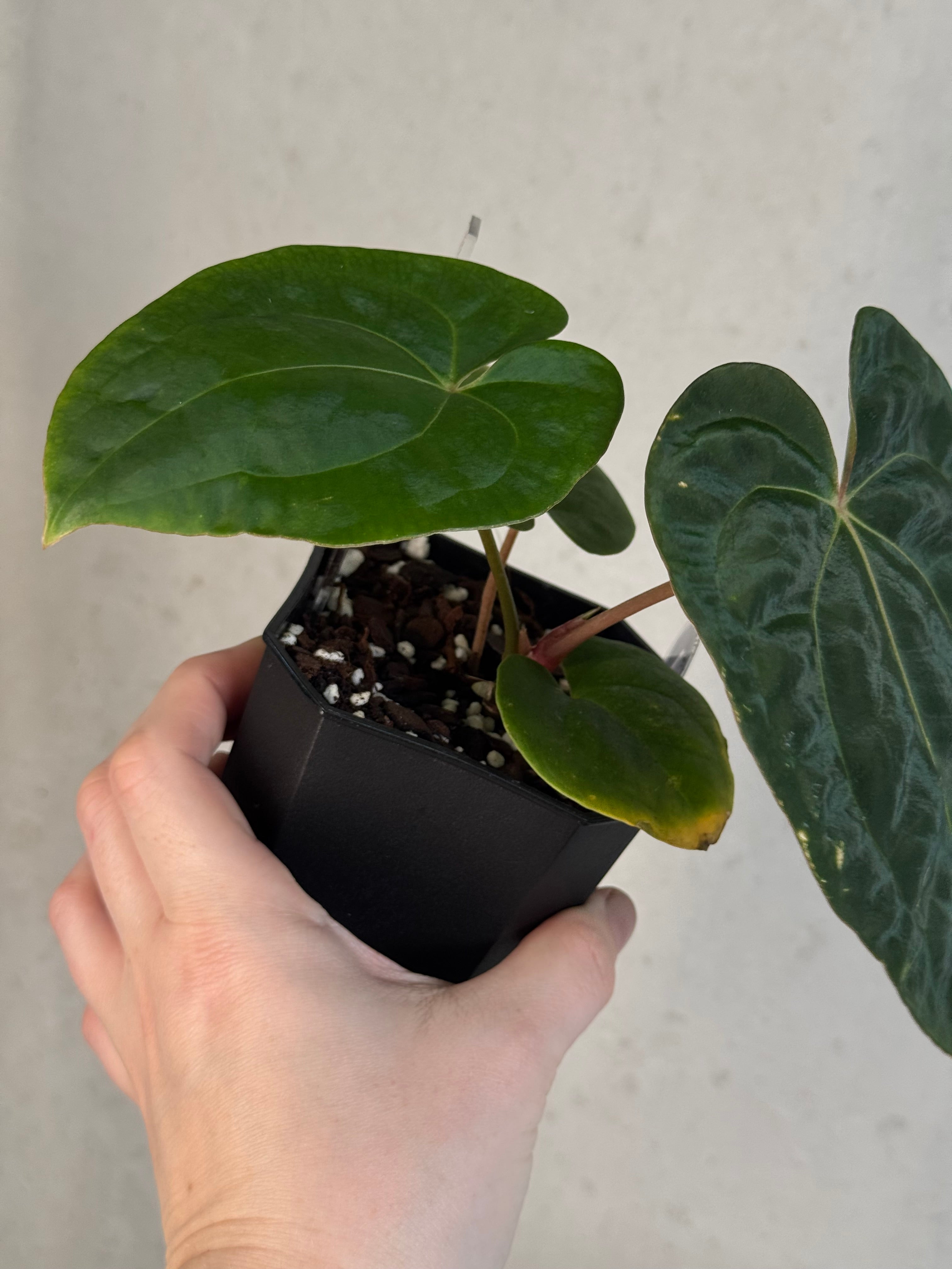 Anthurium Papillilaminum 'Guna Yala' x Luxurians