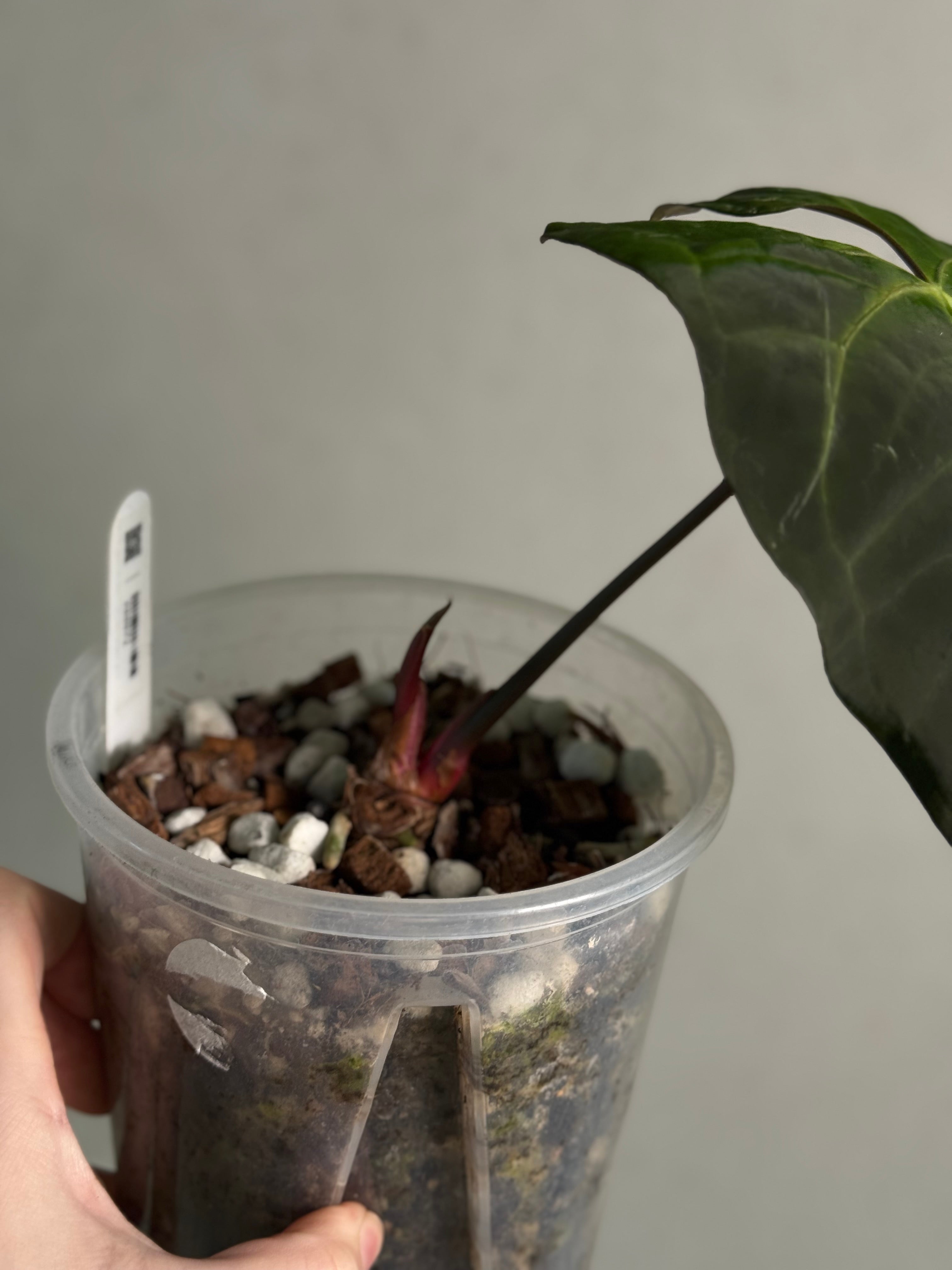 Anthurium noID / Papillilaminum x - Sad Plant