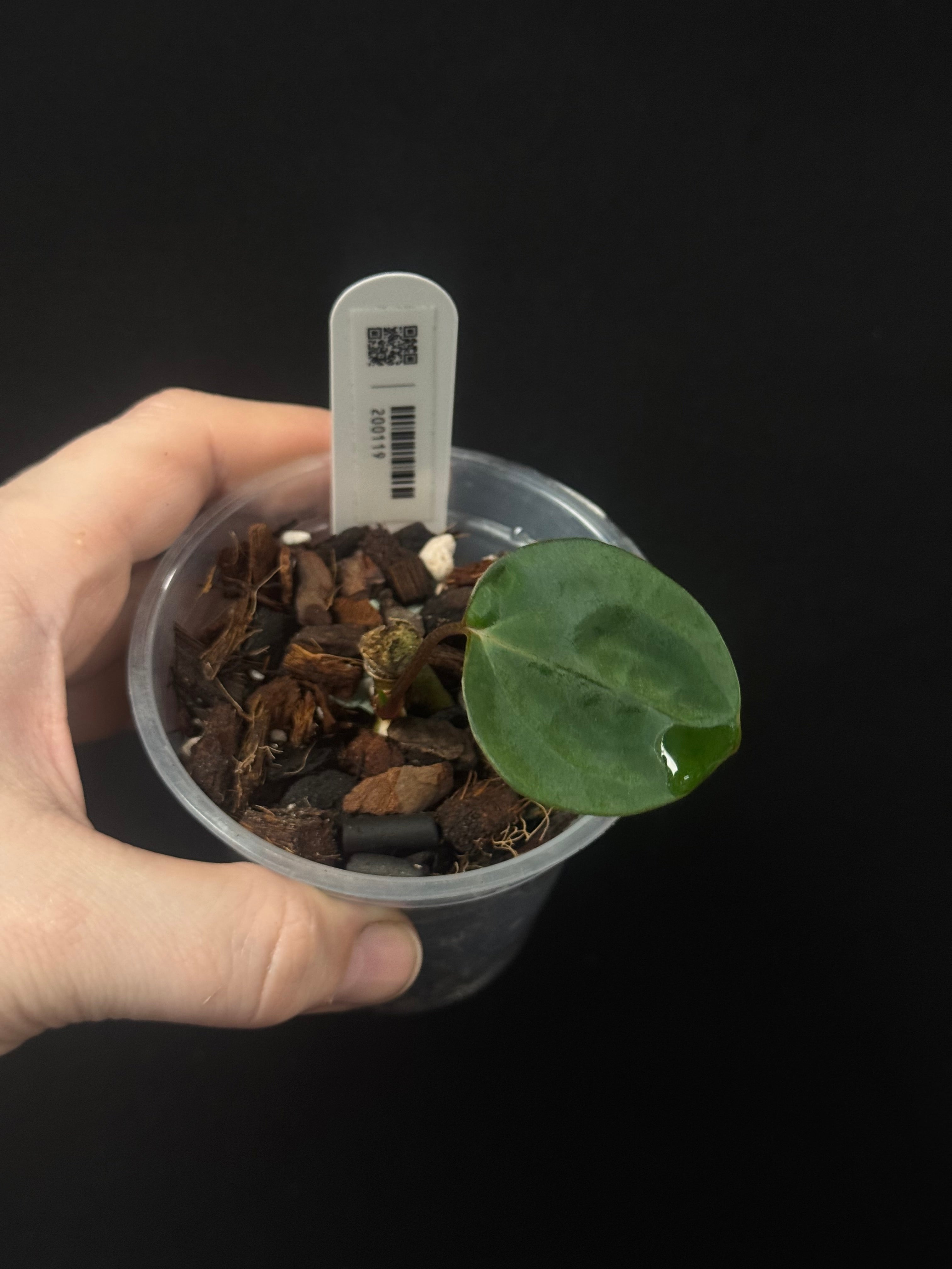 Anthurium Papillilaminum F1 'Lago Gatun'