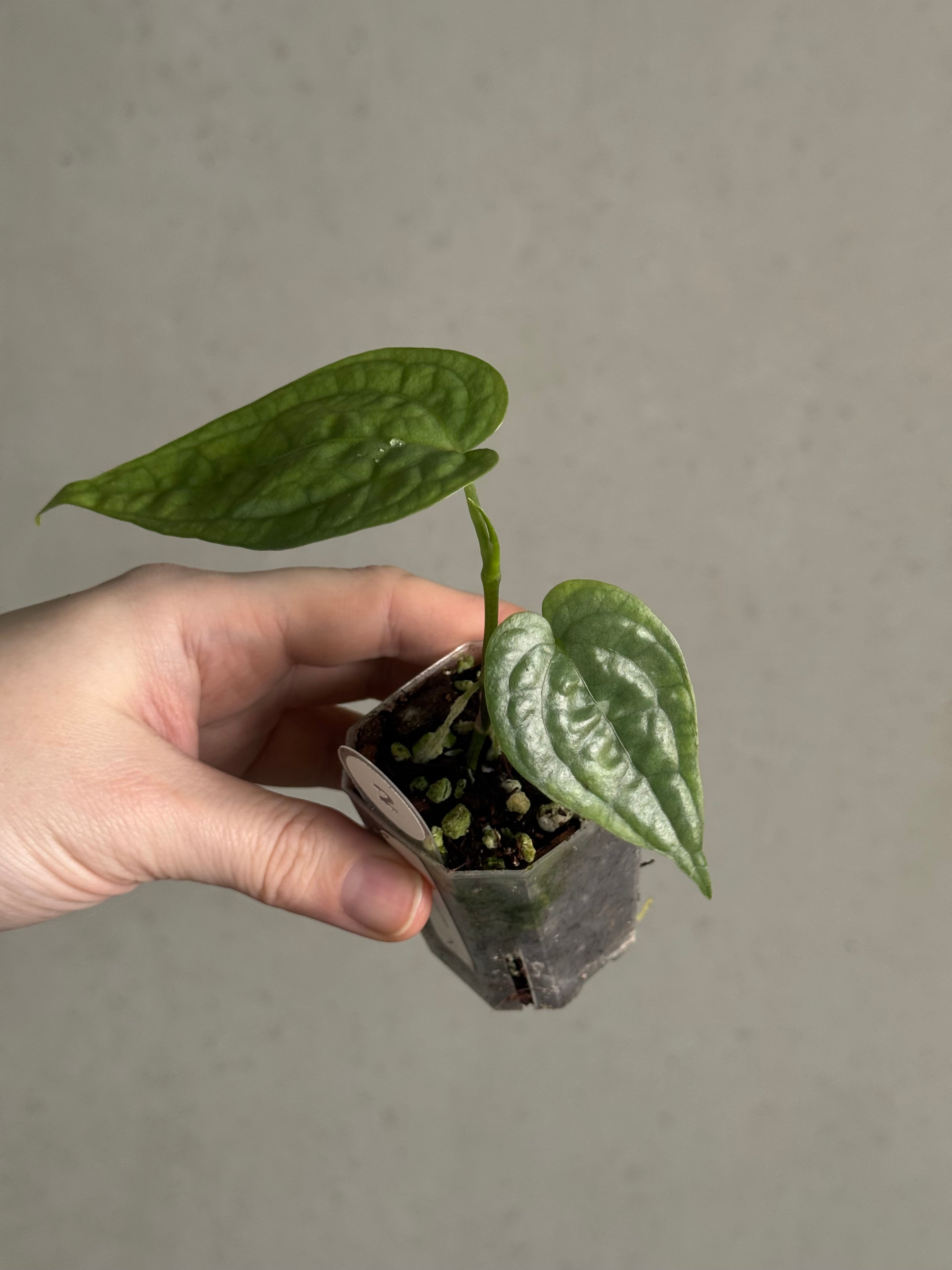 Anthurium sp. Limon - SMUKHI