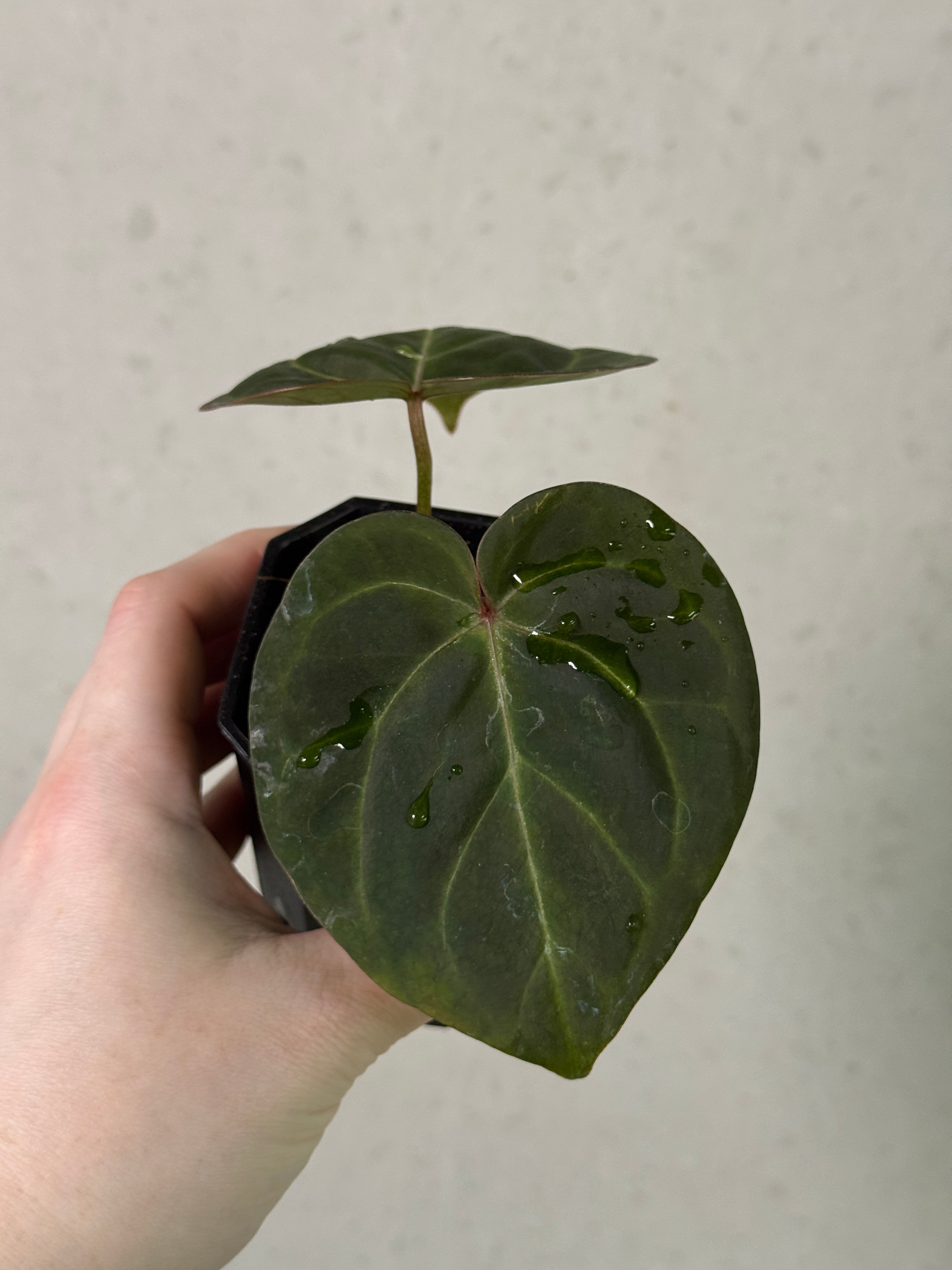 Anthurium Indo Hoffmannii - Clone