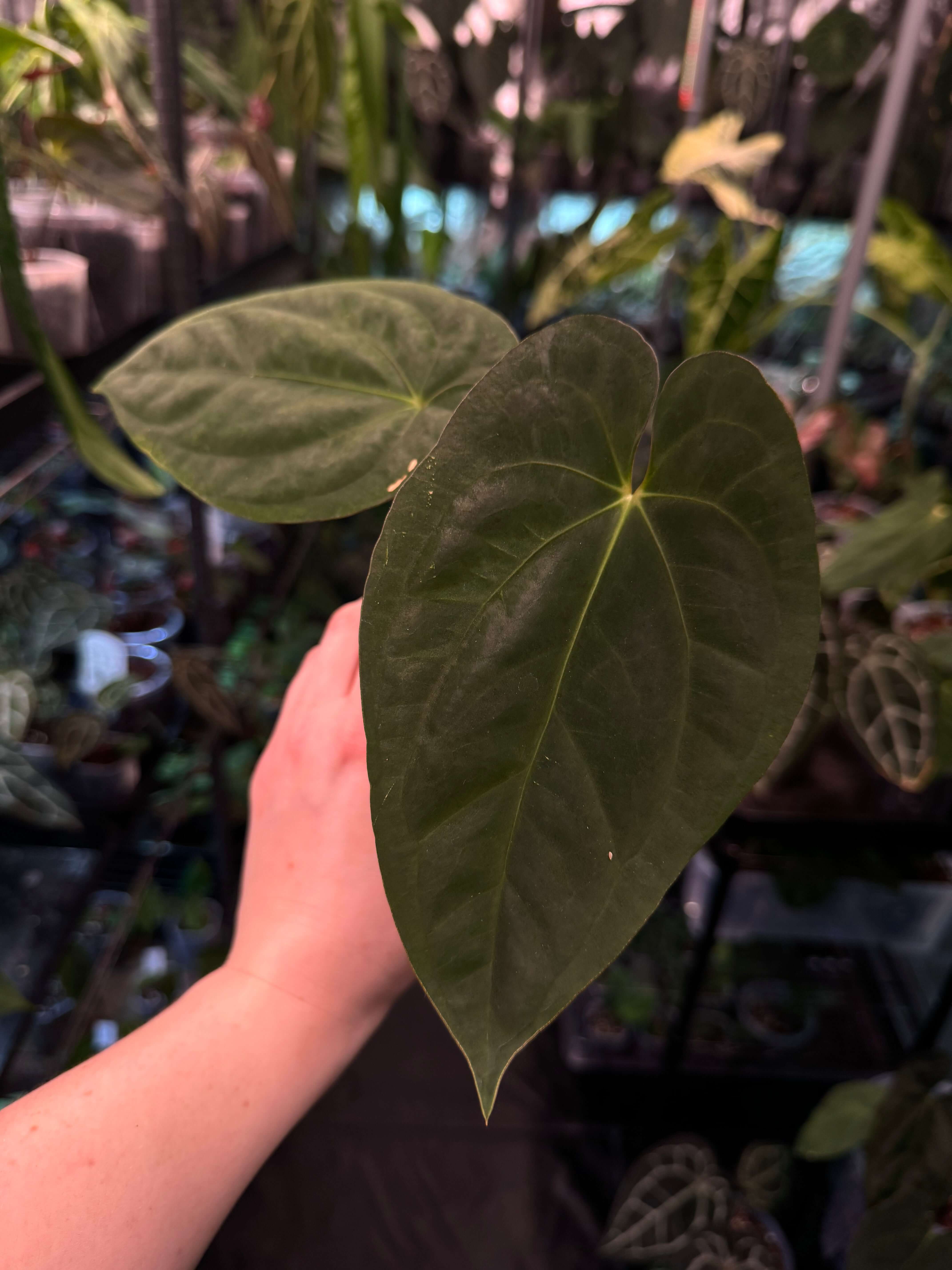 Anthurium Goliath / Darkest Panama (S)