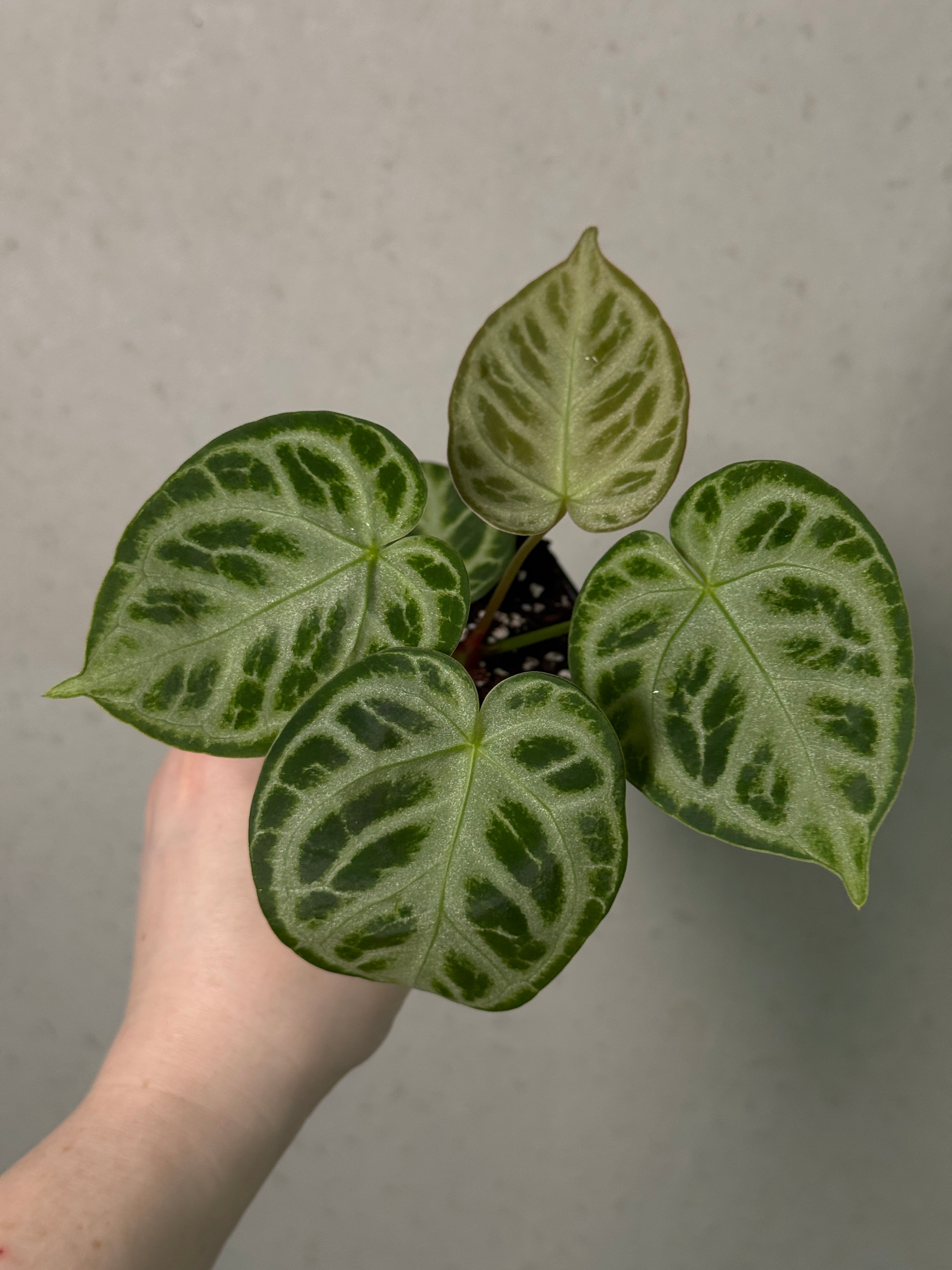 Anthurium 'Silver Blush'