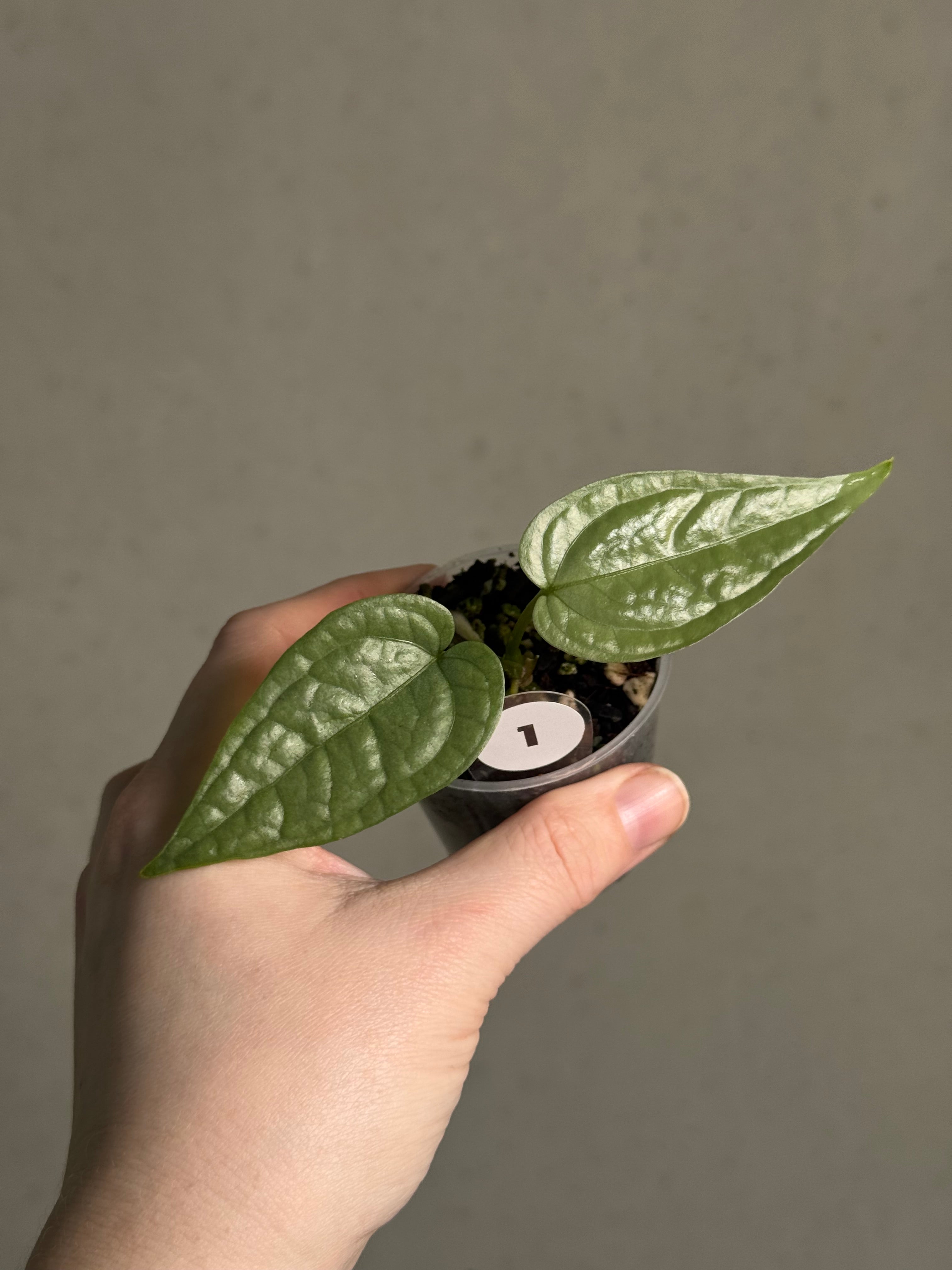 Anthurium sp. Limon - SMUKHI