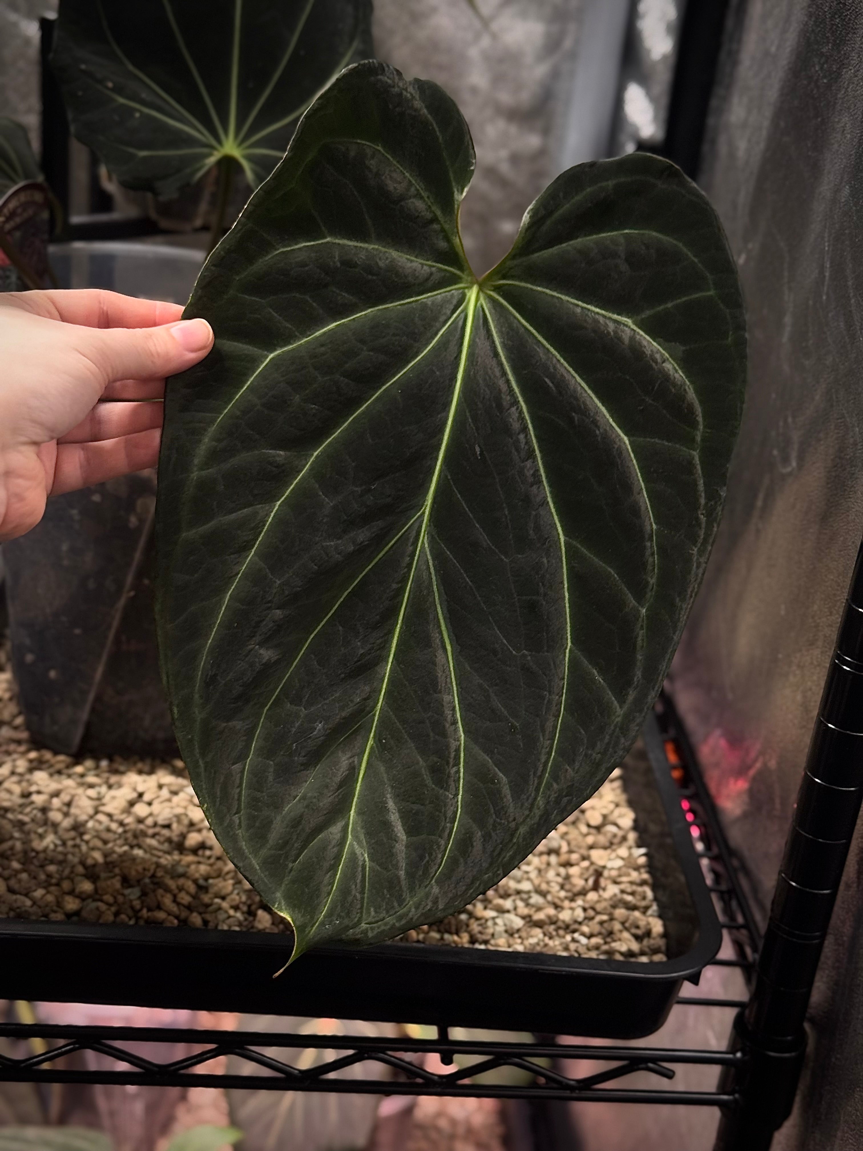 Anthurium DocBlock Black Widow '13' x '43' #3 - Clone - Pre-order - SMUKHI