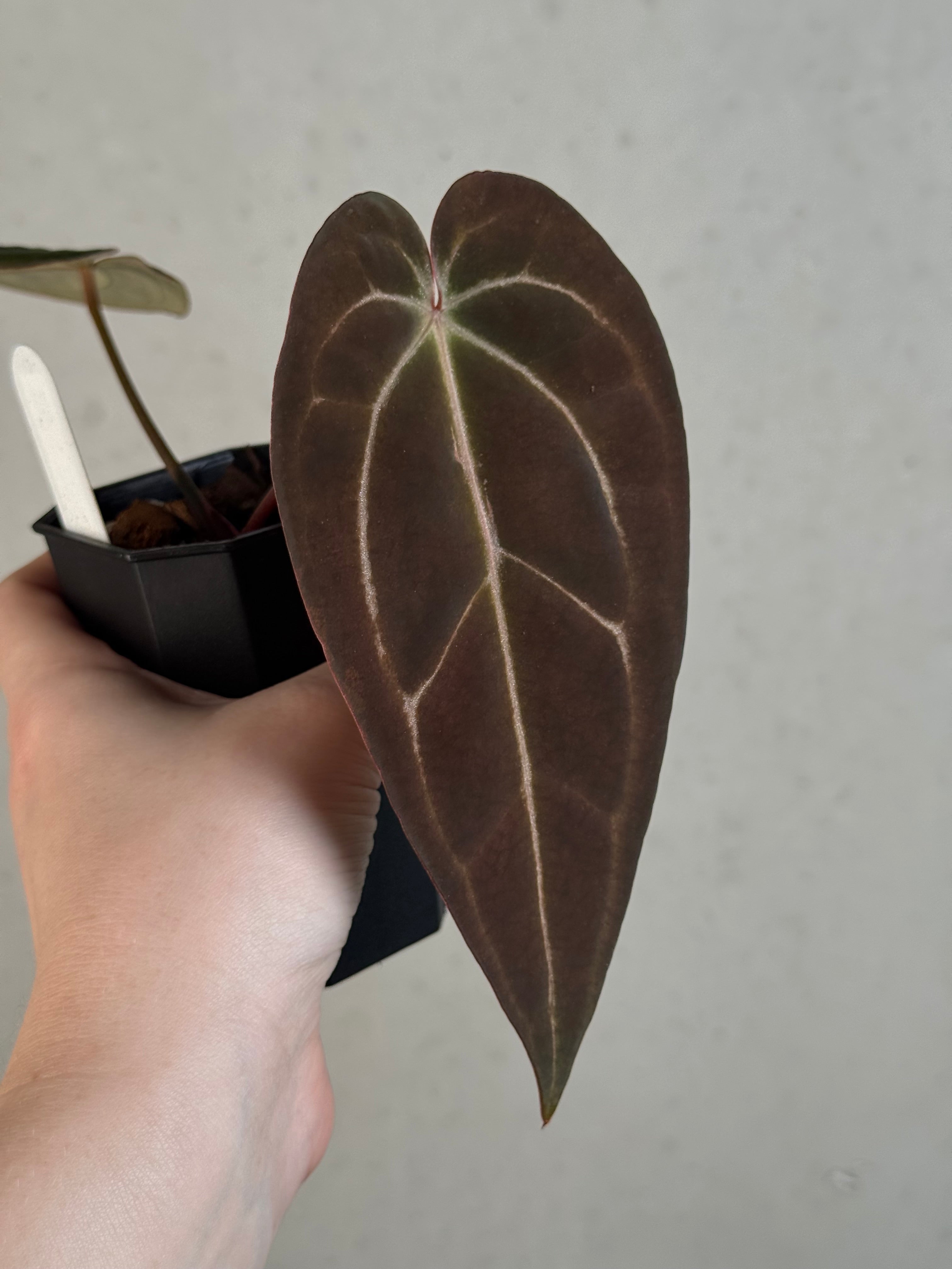 Anthurium Black Widow '13' x Red Velvet Cake ‘24’ - Clone - Pre-order