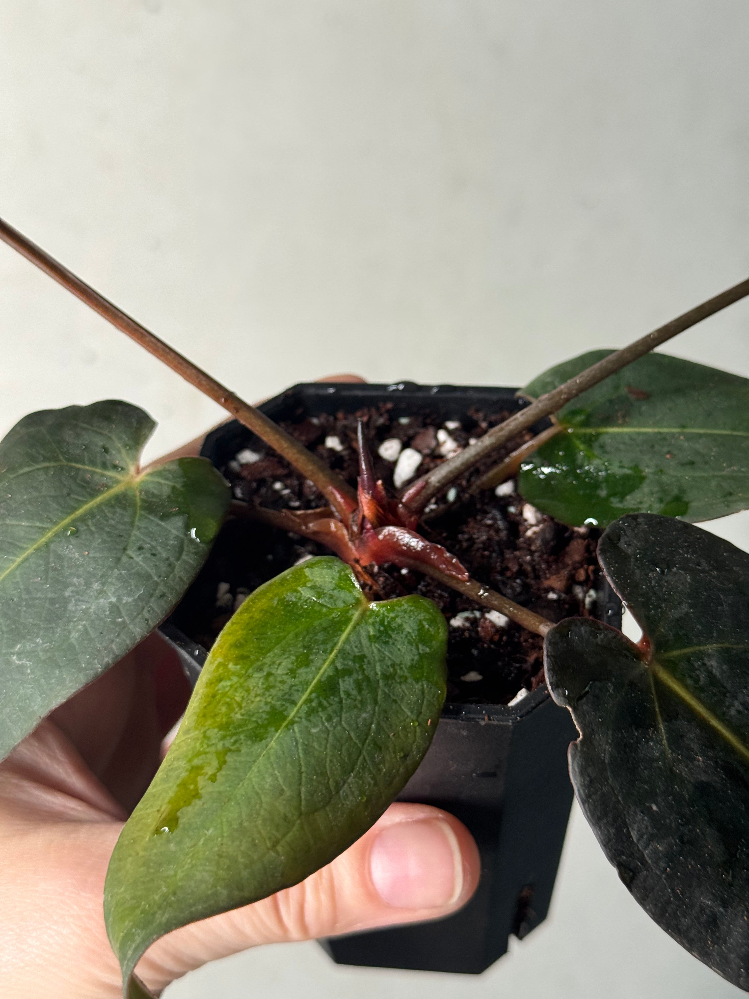 Anthurium DocBlock Dark & Handsome '9' x Red Velvet Cake '24'