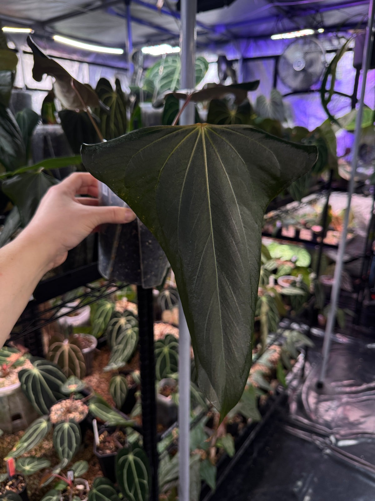 Anthurium 'Black Sweet' plant by SMUKHI with dark, glossy heart-shaped leaves and vibrant black flowers.