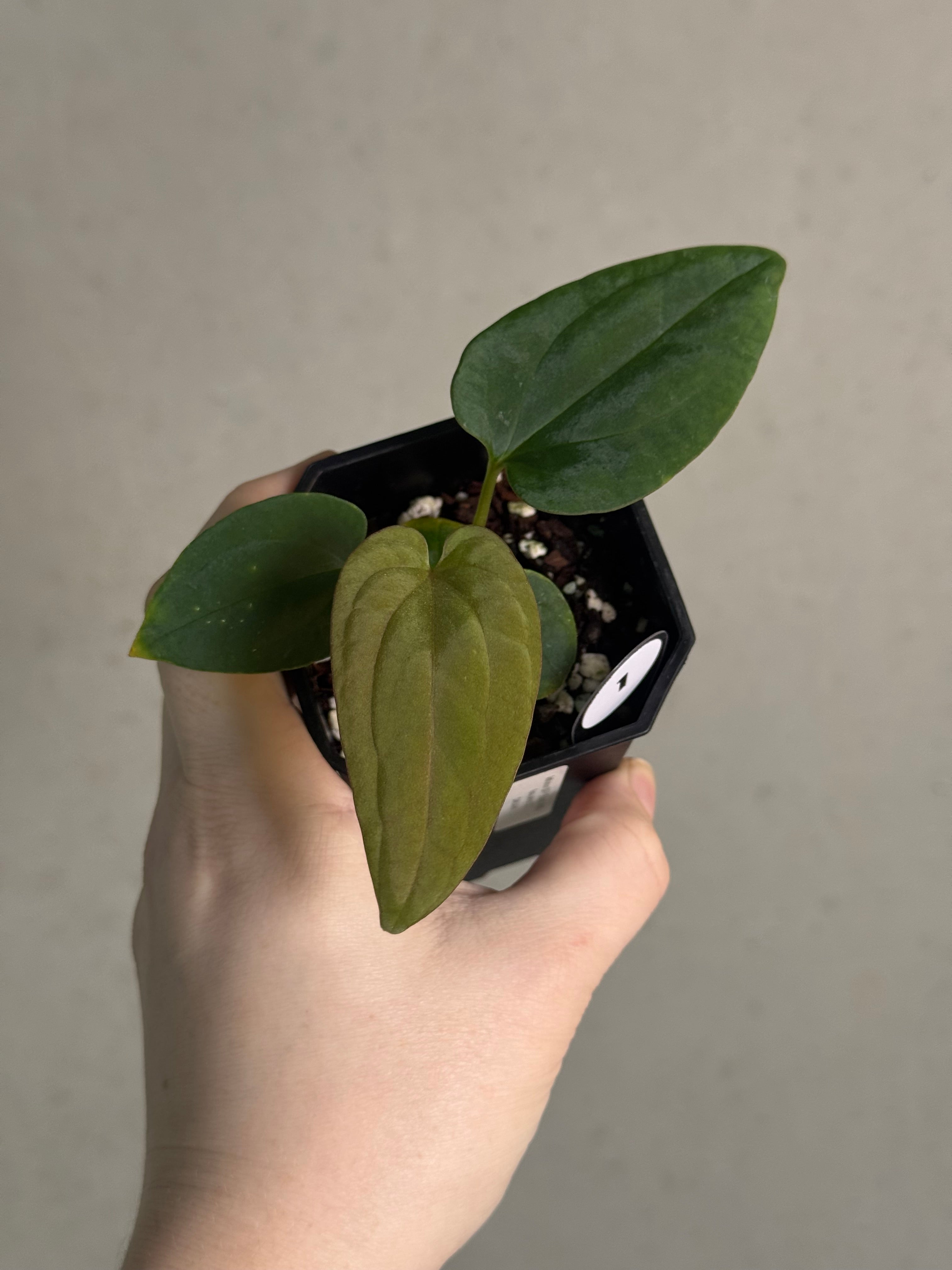 Anthurium BVEP ('Round' x RA1) x Kunayalense CC1 - SMUKHI