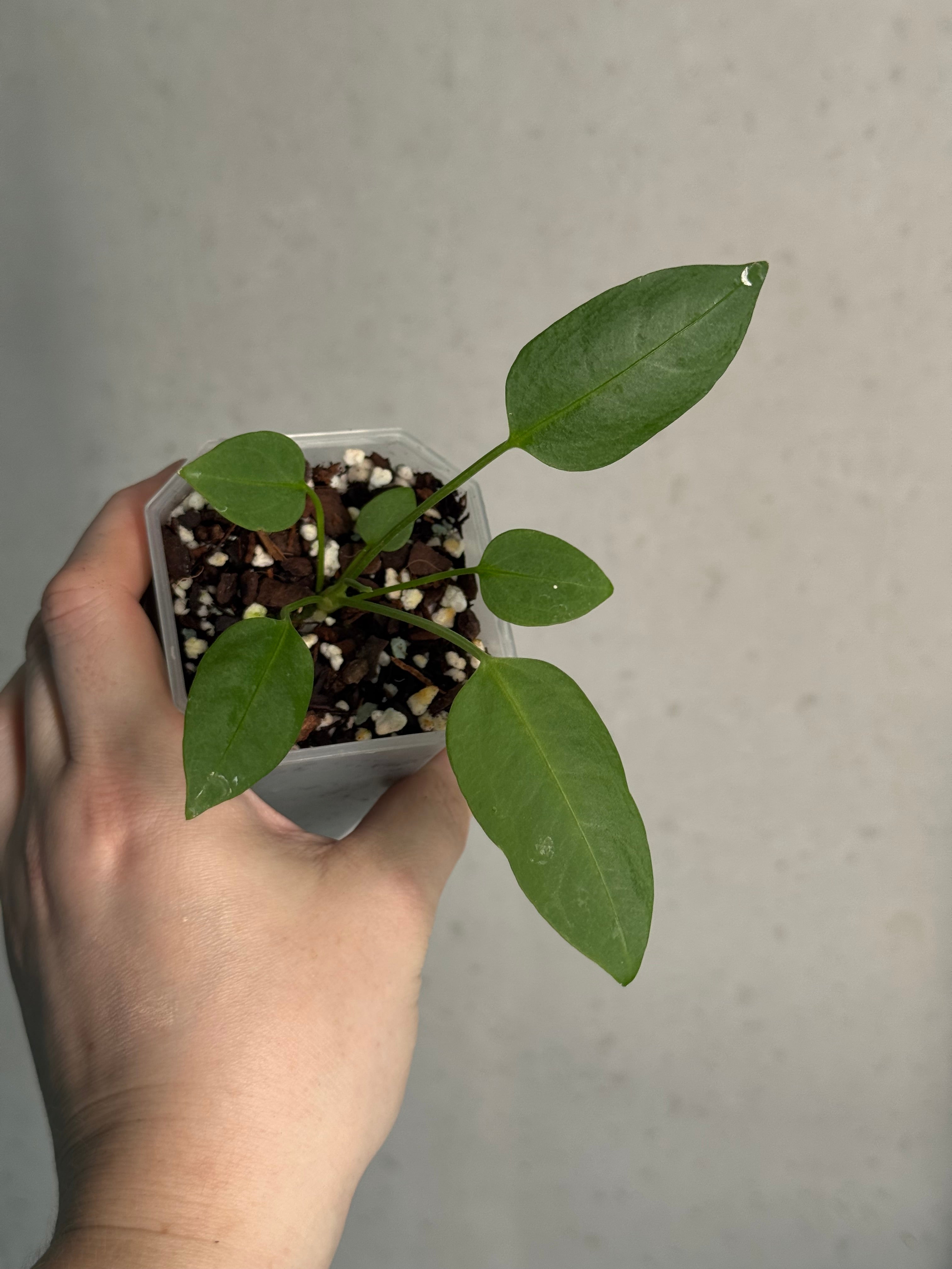 Anthurium sp. Morona x self