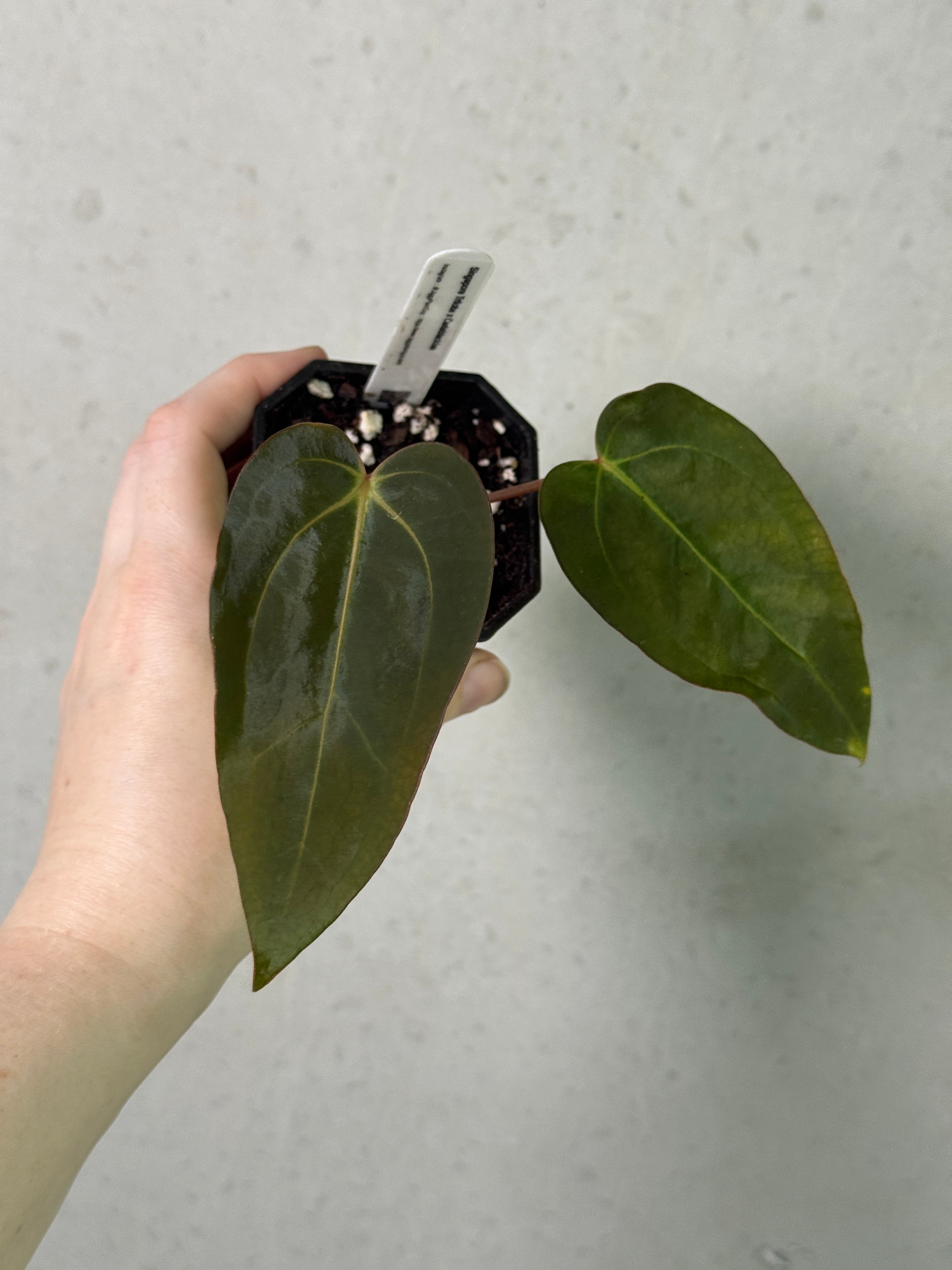 Anthurium Singapore Trilobe x Carlablackiae plant from Jiggy Plant Guy with dark green leaves and vibrant red flower spadix.