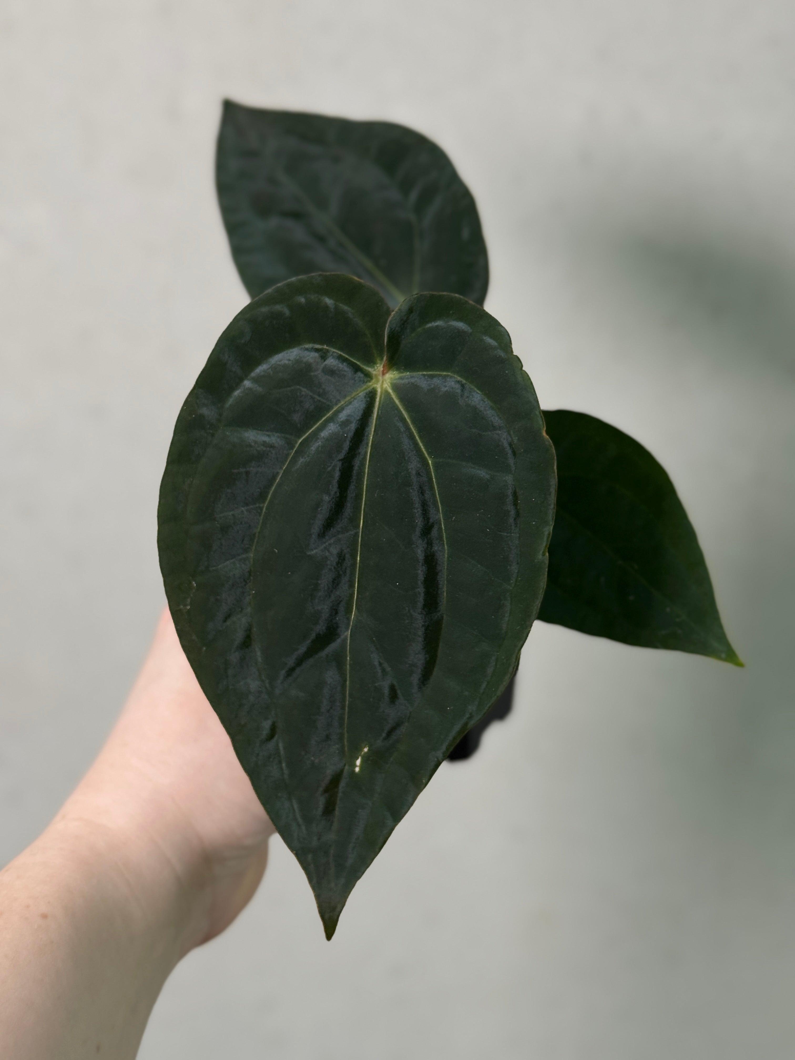 Anthurium Papillilaminum 'Guna Yala' x BVEP (‘Round’ x RA1)