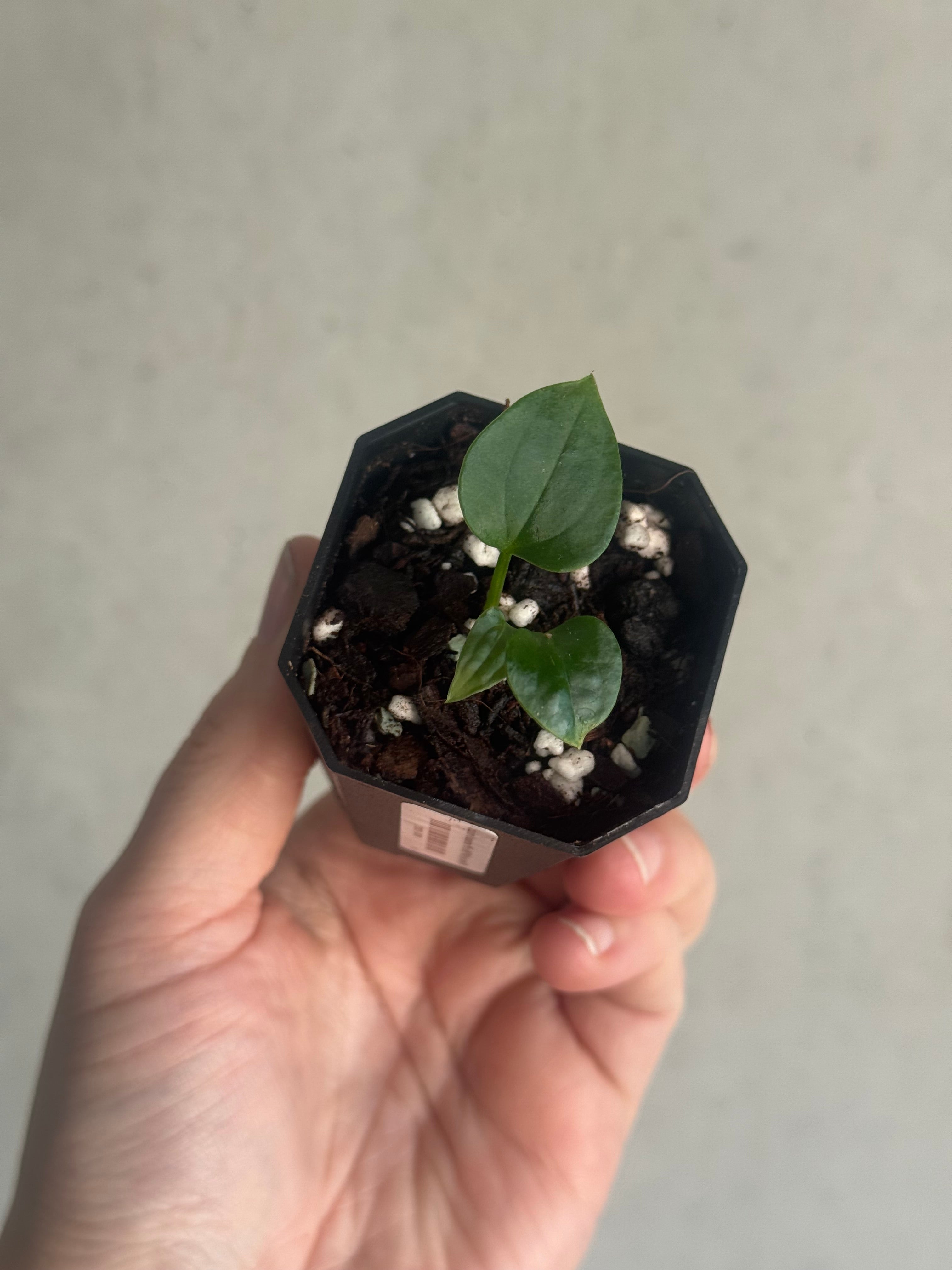 Anthurium Kunayalense PM5 x (BVEP RA1 or sp. Nov DF)