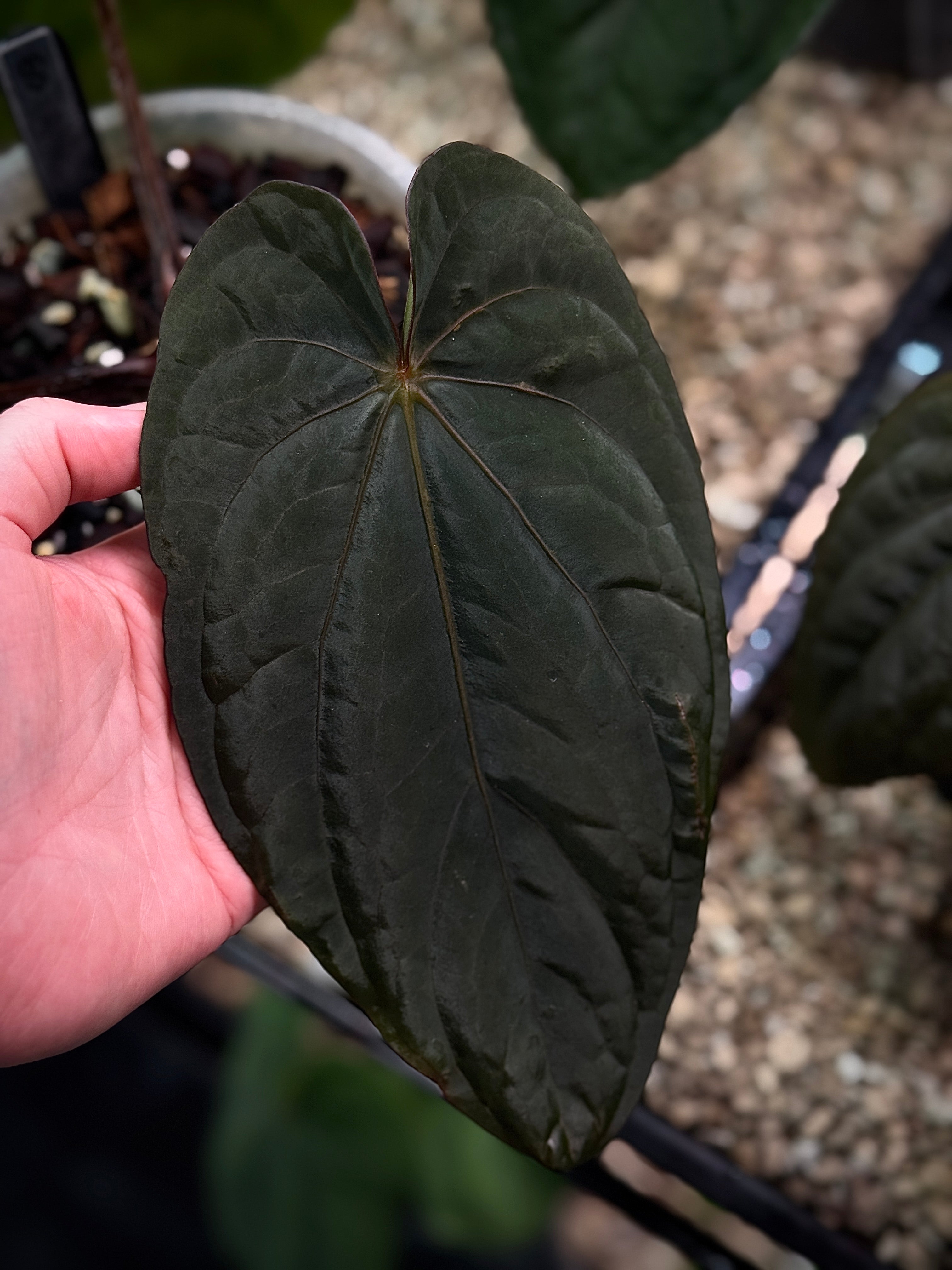 FLY TONE Anthurium Distortion ディストーション NFS: Anthurium Dressleri 'Windy' x RG F2 - Rare Finds for Refined