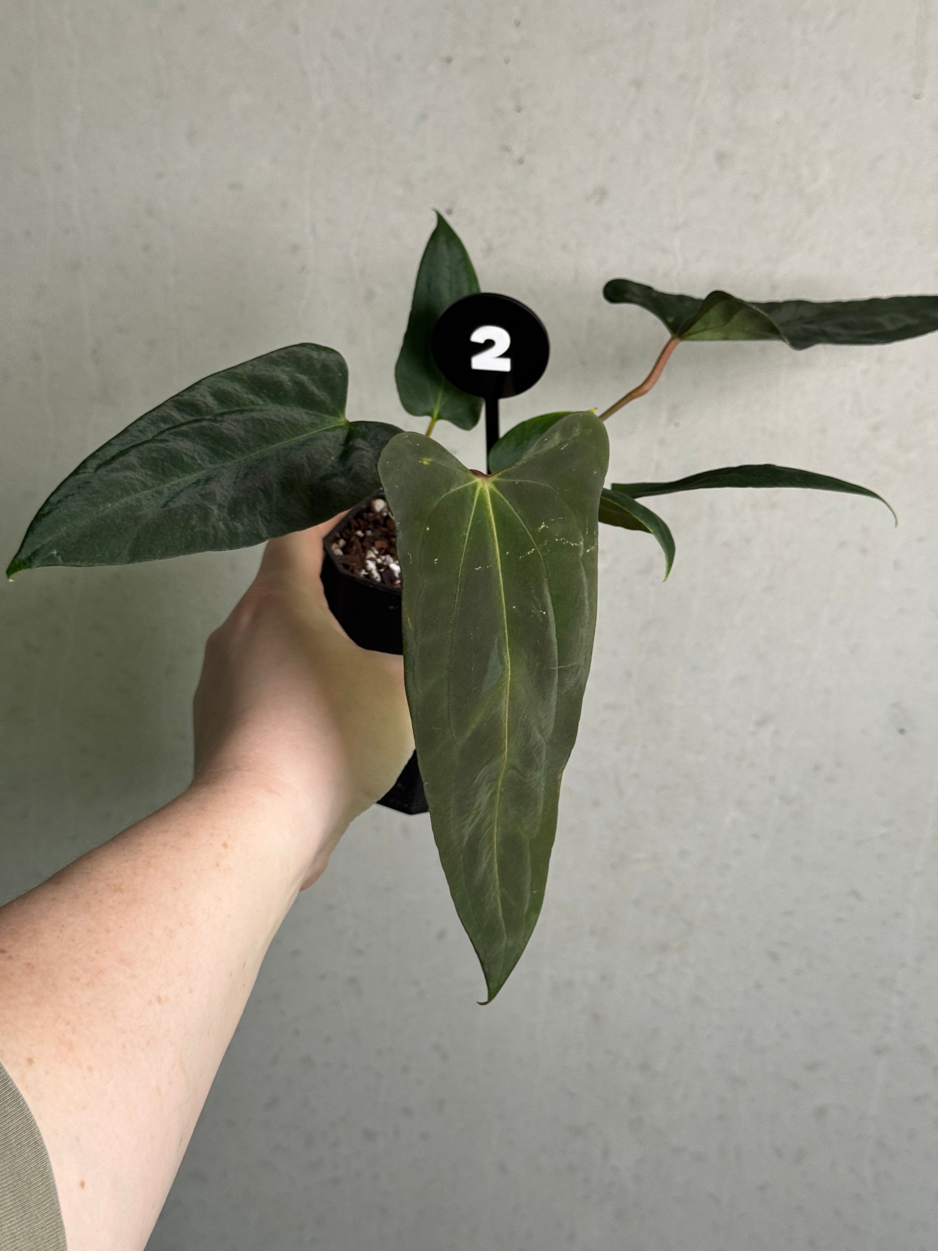 Anthurium FSxRL 'Grim Reaper' x Portillae 'Dorito' plant by Crystallinaminum, showing glossy, dark green and variegated leaves.