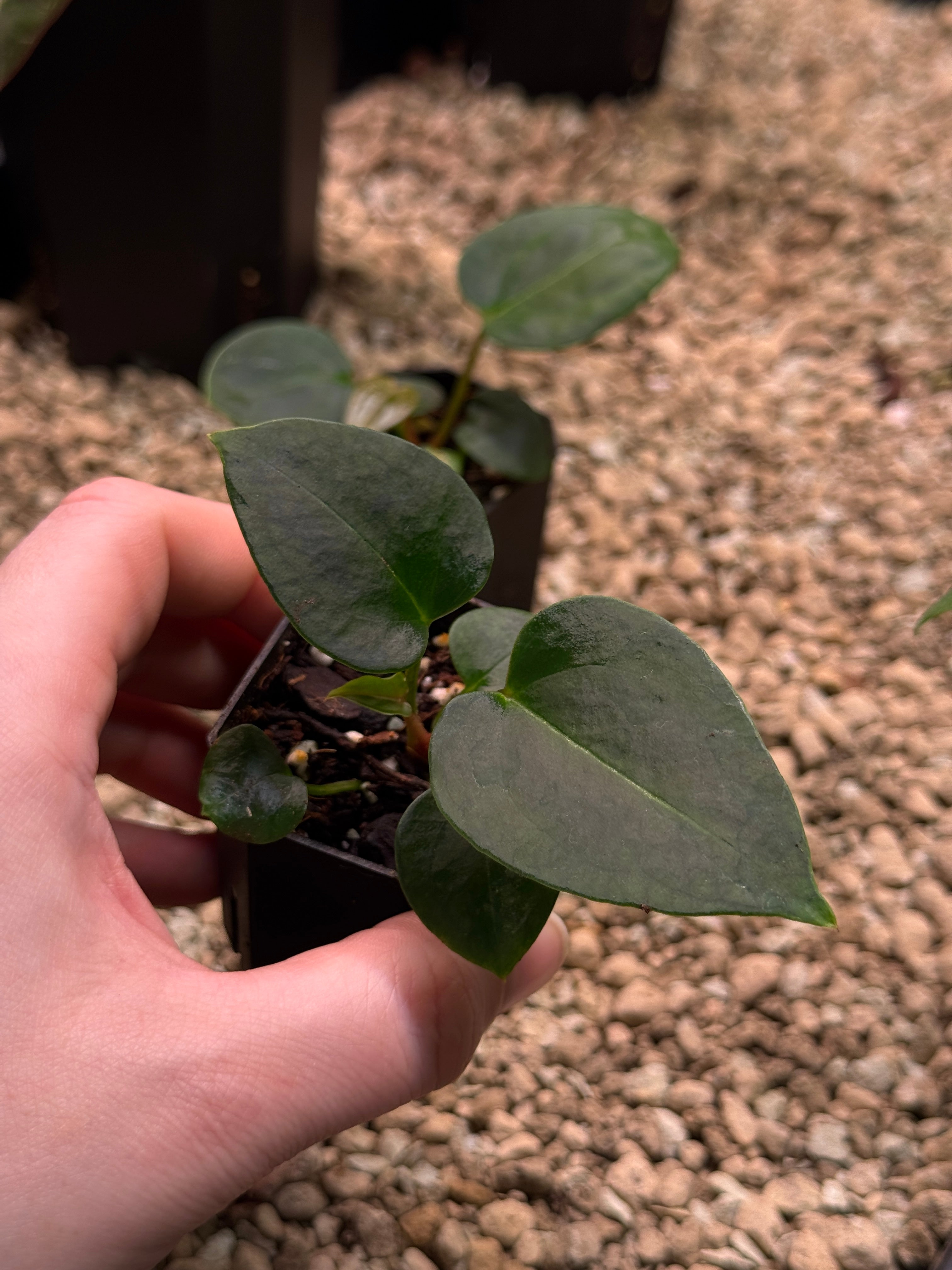 Anthurium Tim Anderson ‘Stripey’ x Portillae ‘Dorito’