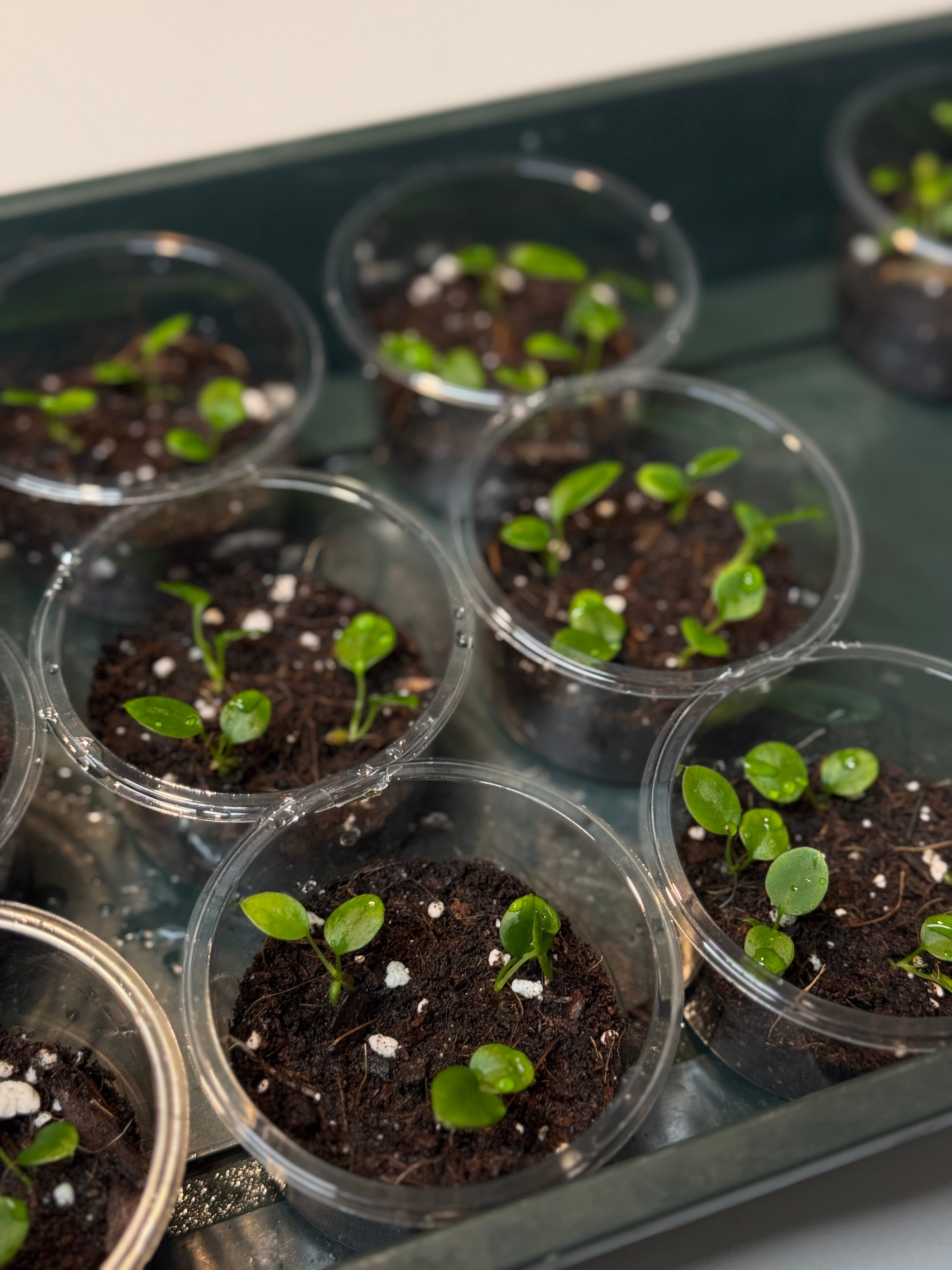 Anthurium Pallidiflorum (sets)