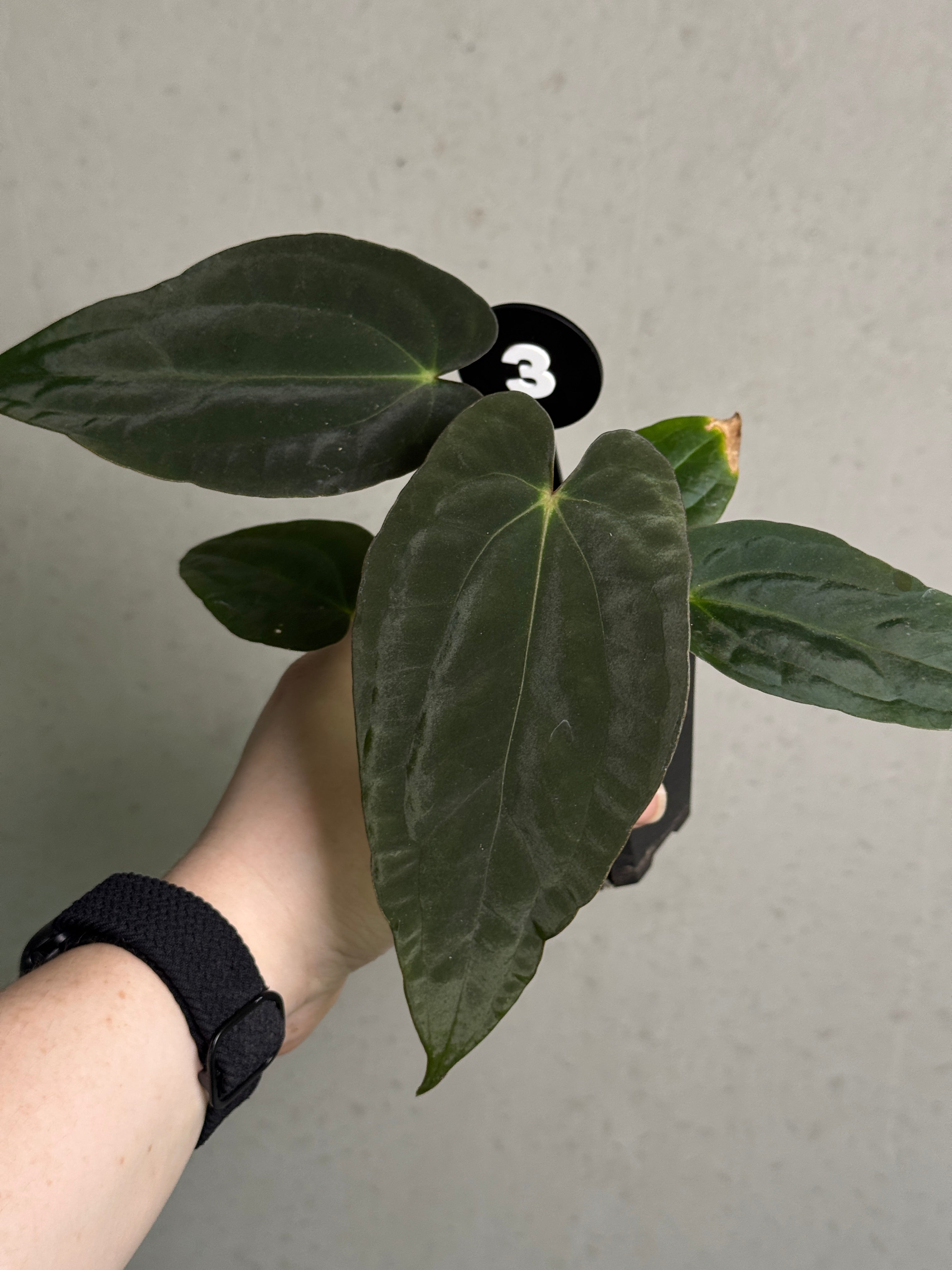 Crystallinaminum Anthurium 'Widowmaker' plant with glossy green leaves and unique variegation, showcasing its tropical foliage.