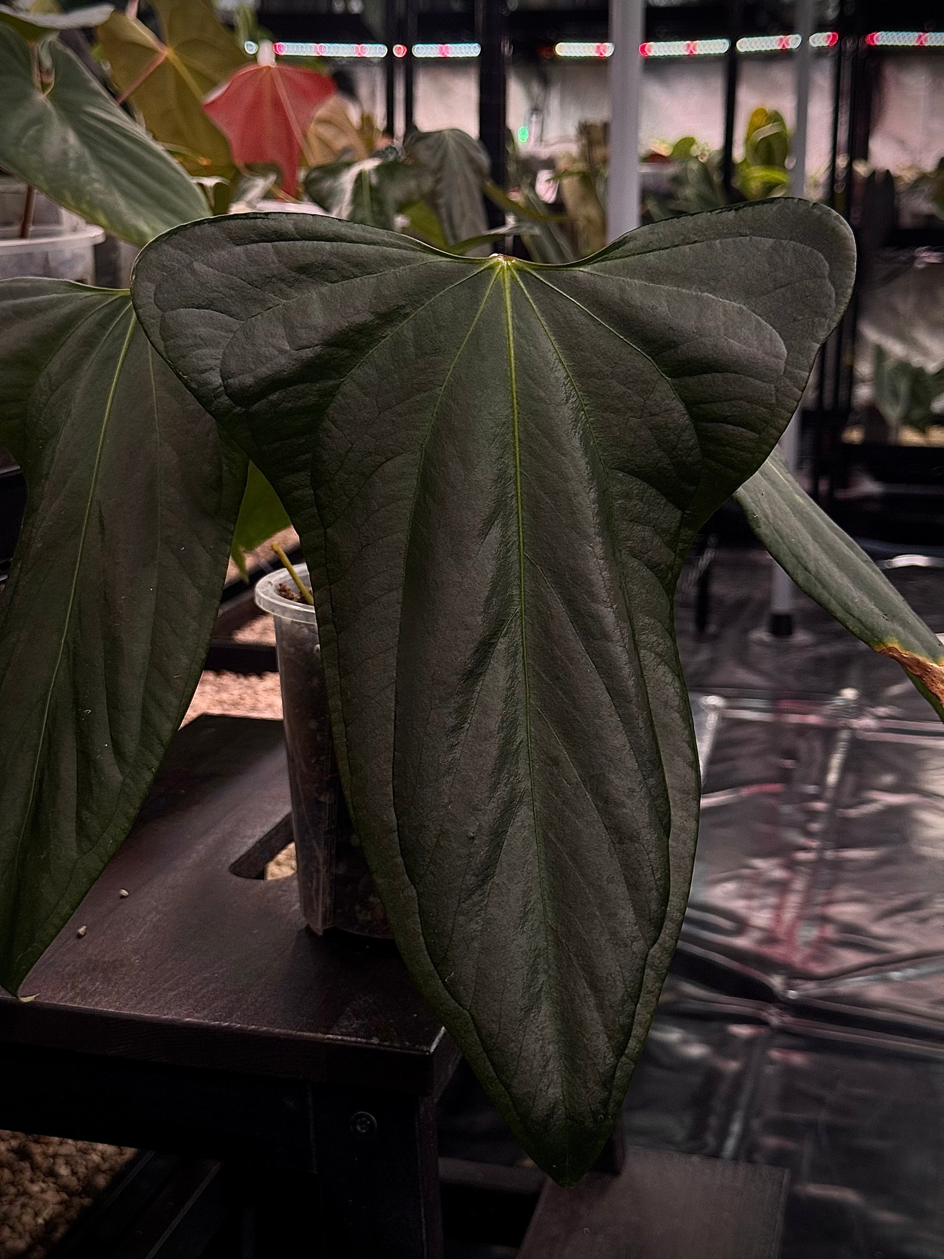 NFS: Anthurium Mr. Worldwide #1 - SMUKHI