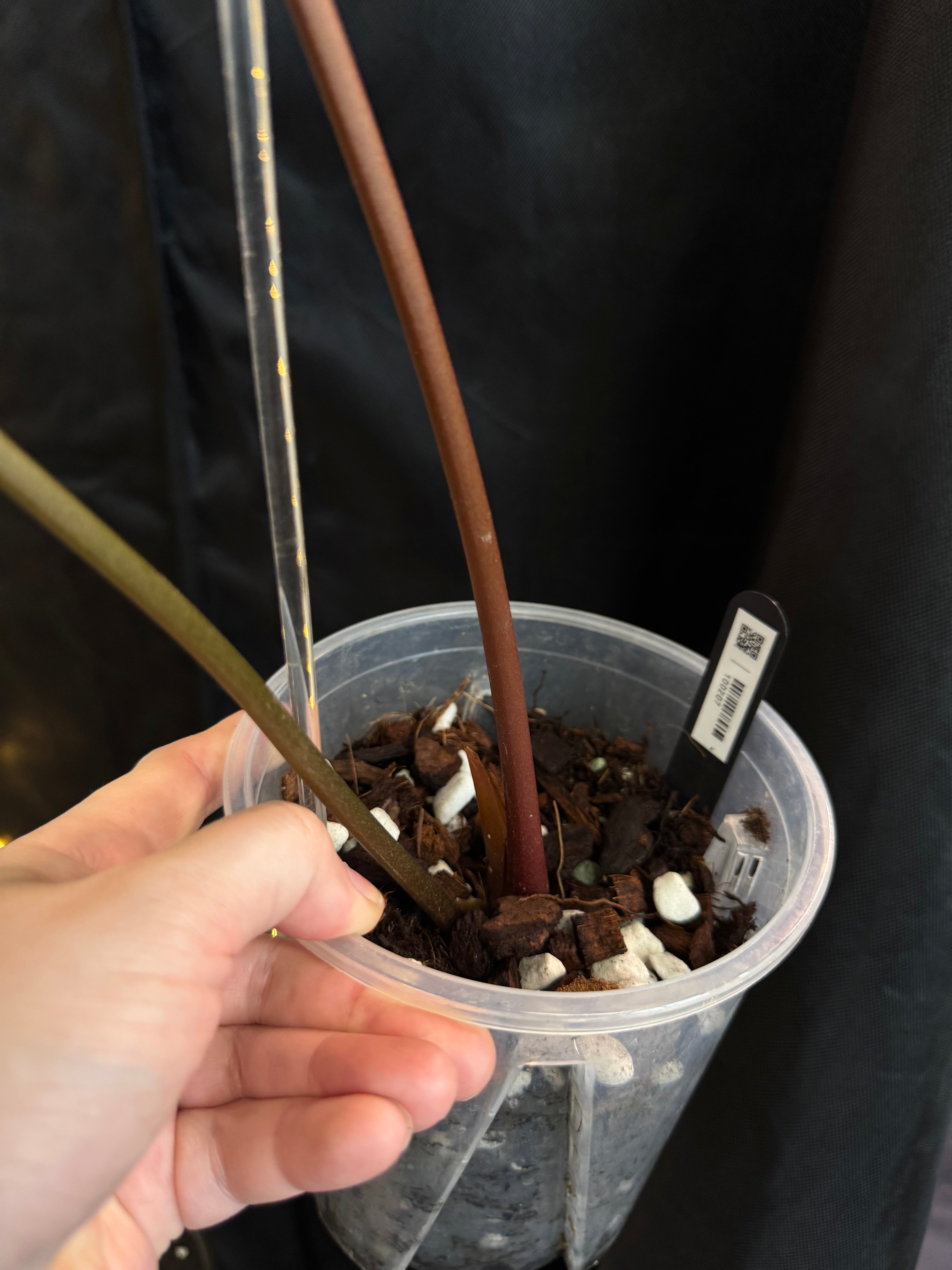 Anthurium sp. Napo (Nigrolaminum 'Gigi')