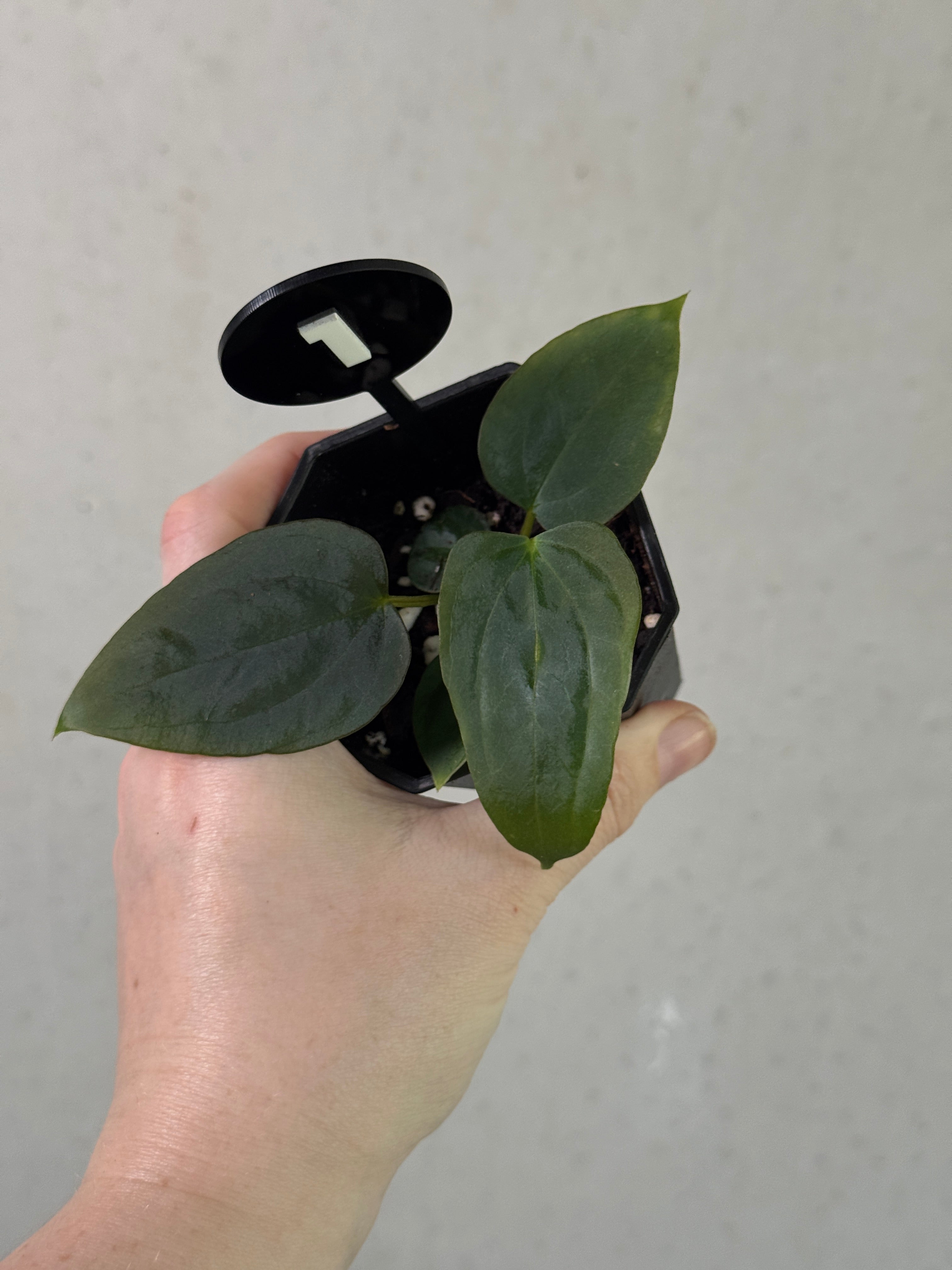 Anthurium sp. Nov DF plant from Crystallinaminum featuring glossy green leaves and unique foliage with reddish accents.