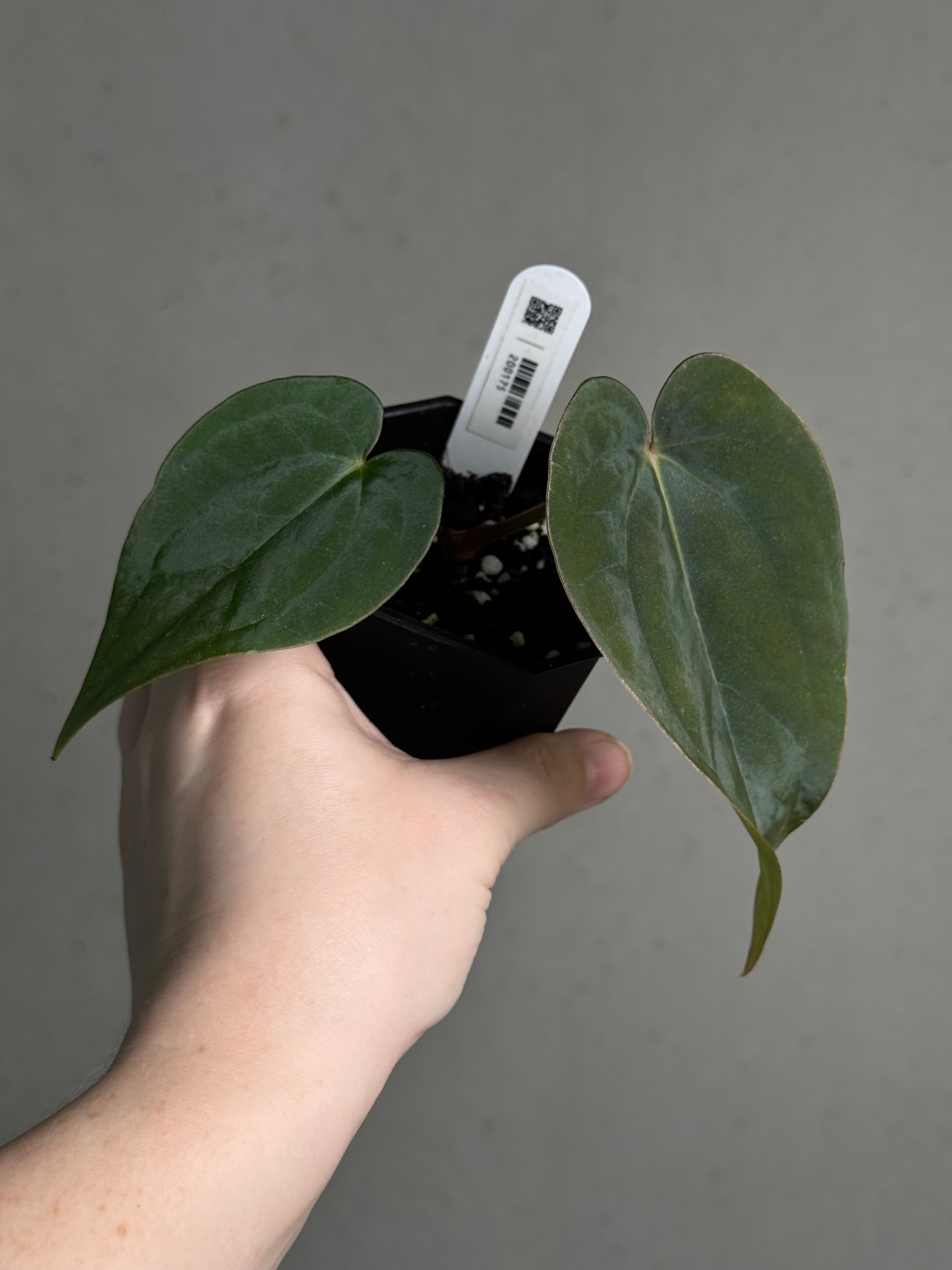 Anthurium (Dressleri RG F2 Dark x Carlablackiae 'Amanda') x Dressleri RG - SMUKHI